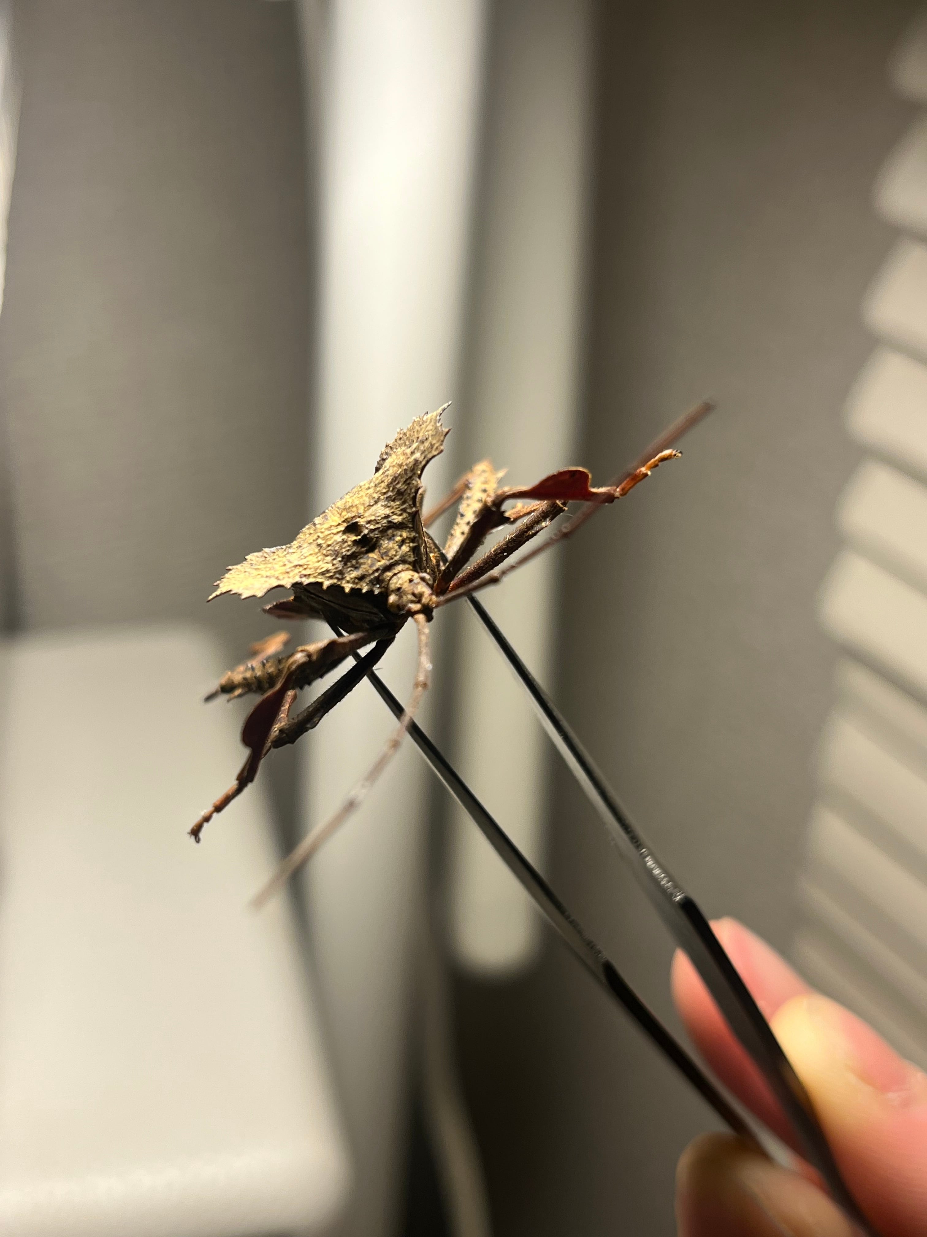 36mm】オウサマヘリカメムシサシガメ甲虫昆虫標本ハムシフンチュウ亀虫