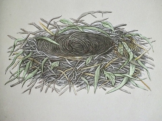 鳥の卵と巣の図版 Ⅰ