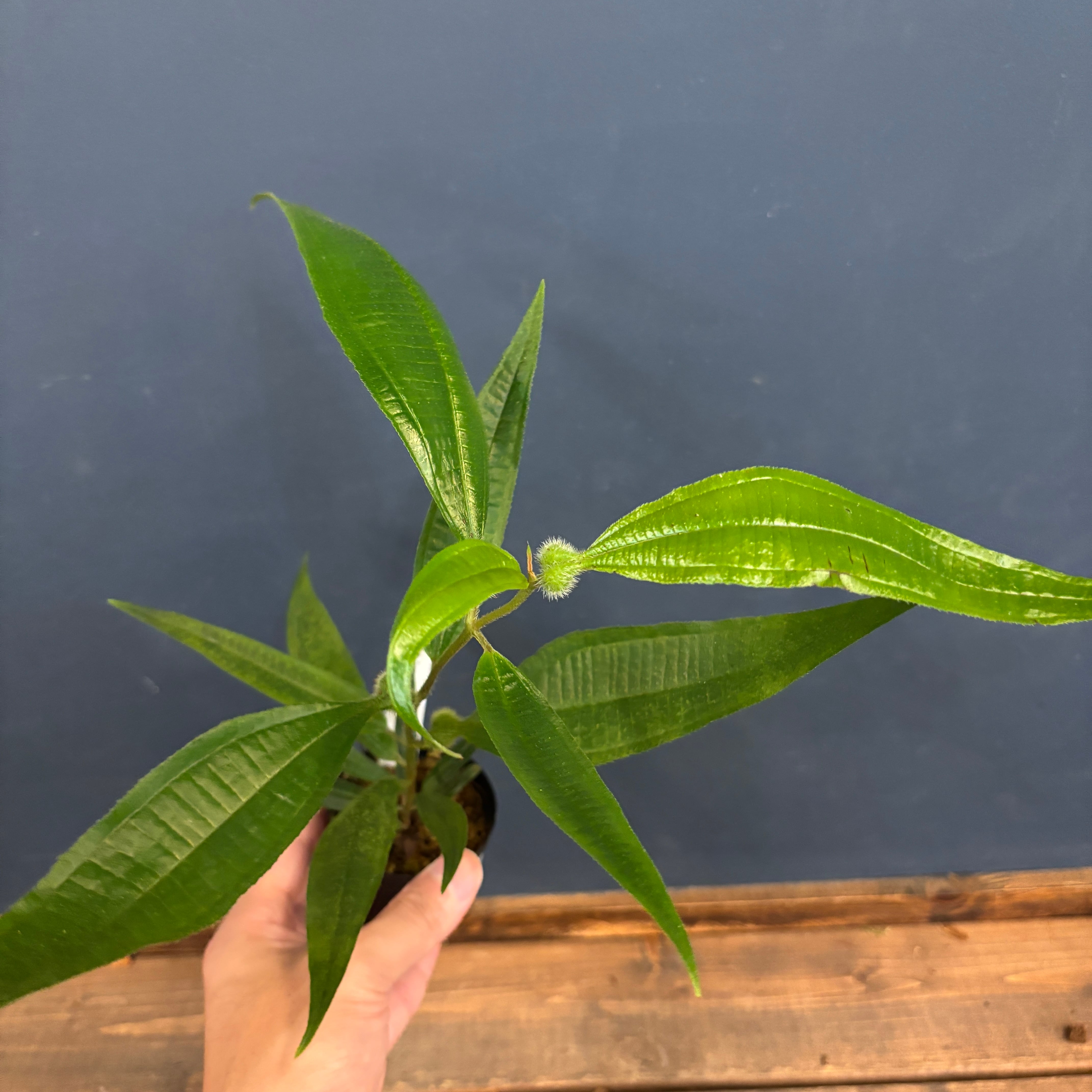 伊藤蟻植物農園 | PROTOLEAF プロトリーフ