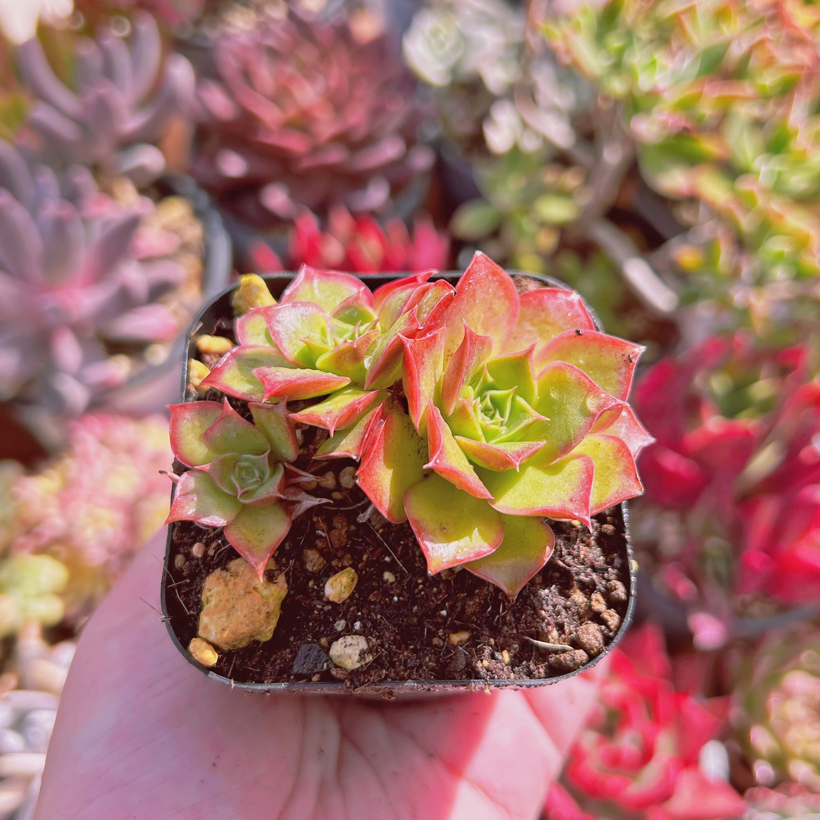 現物 多肉植物 ロンギシマ 抜き苗 | るる農園~多肉植物専門