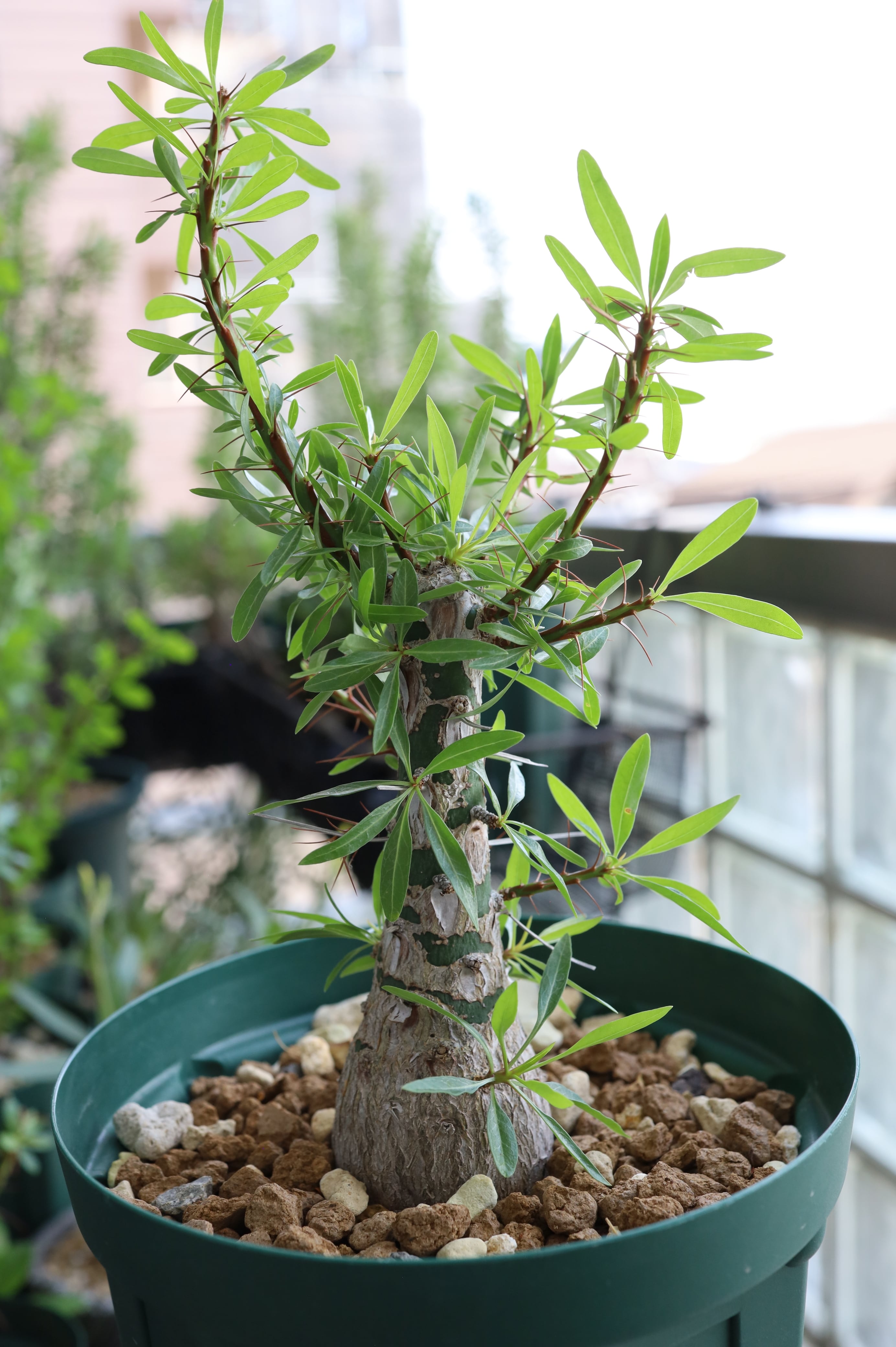 2026.05019_フォークイエリア・プルプシー | Fouquieria purpusii_008