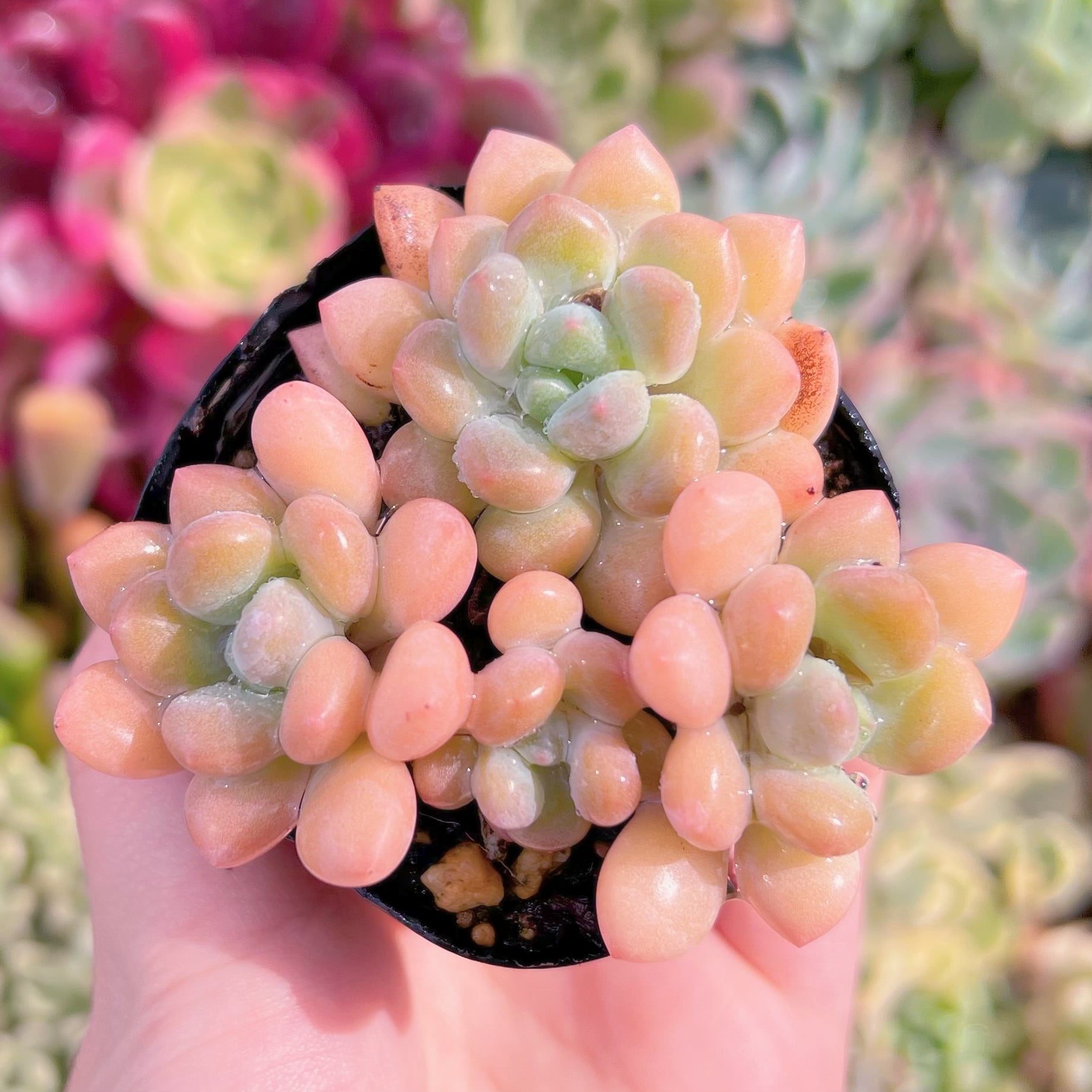 現品　ラブリーディアー#F026　るる農園