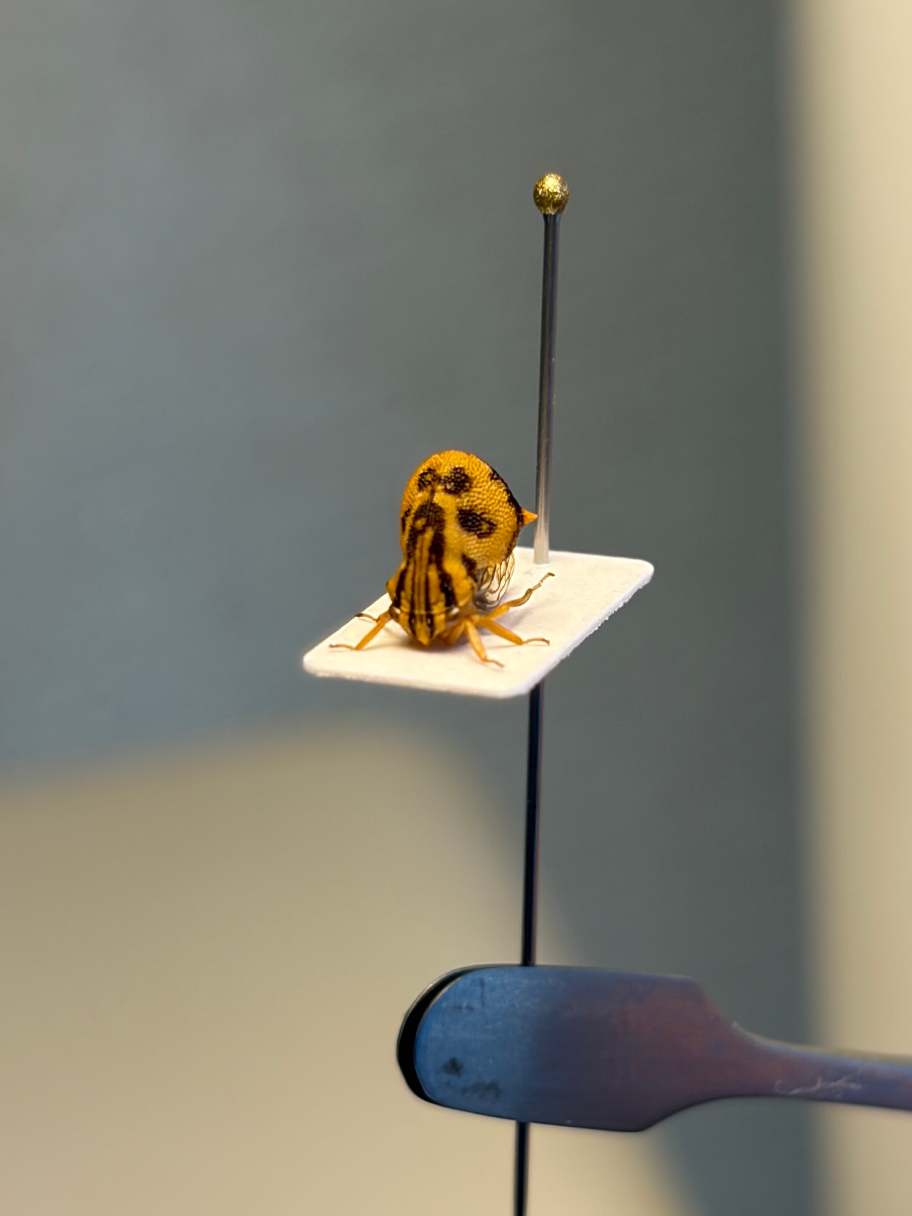 完璧髑髏】パンダヘルメットツノゼミ台紙貼 Anchistrotus sp.セミ