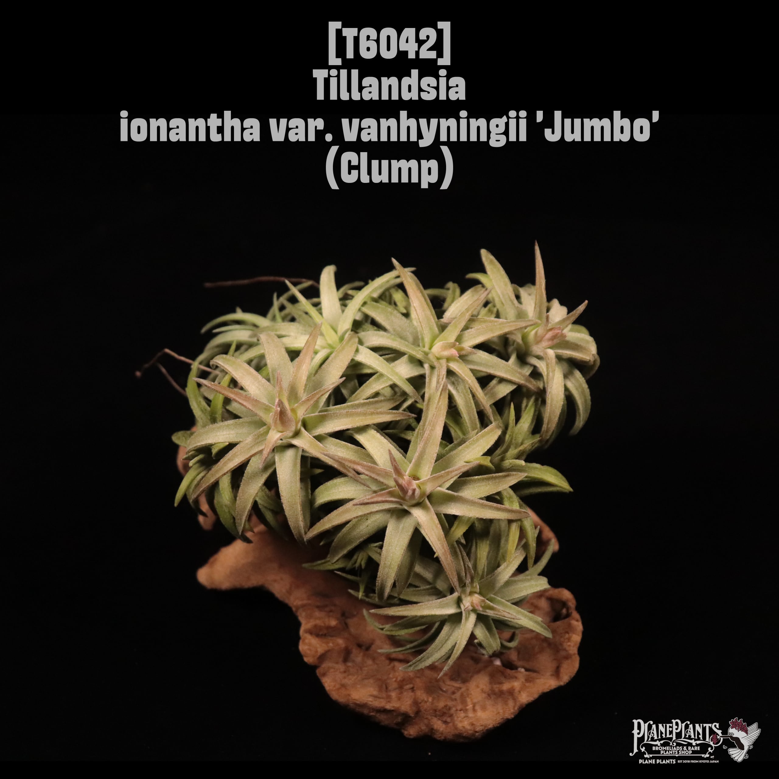 Tillandsia ionantha var. vanhyningii 'Jumbo' Clump〔ティランジア〕T6042