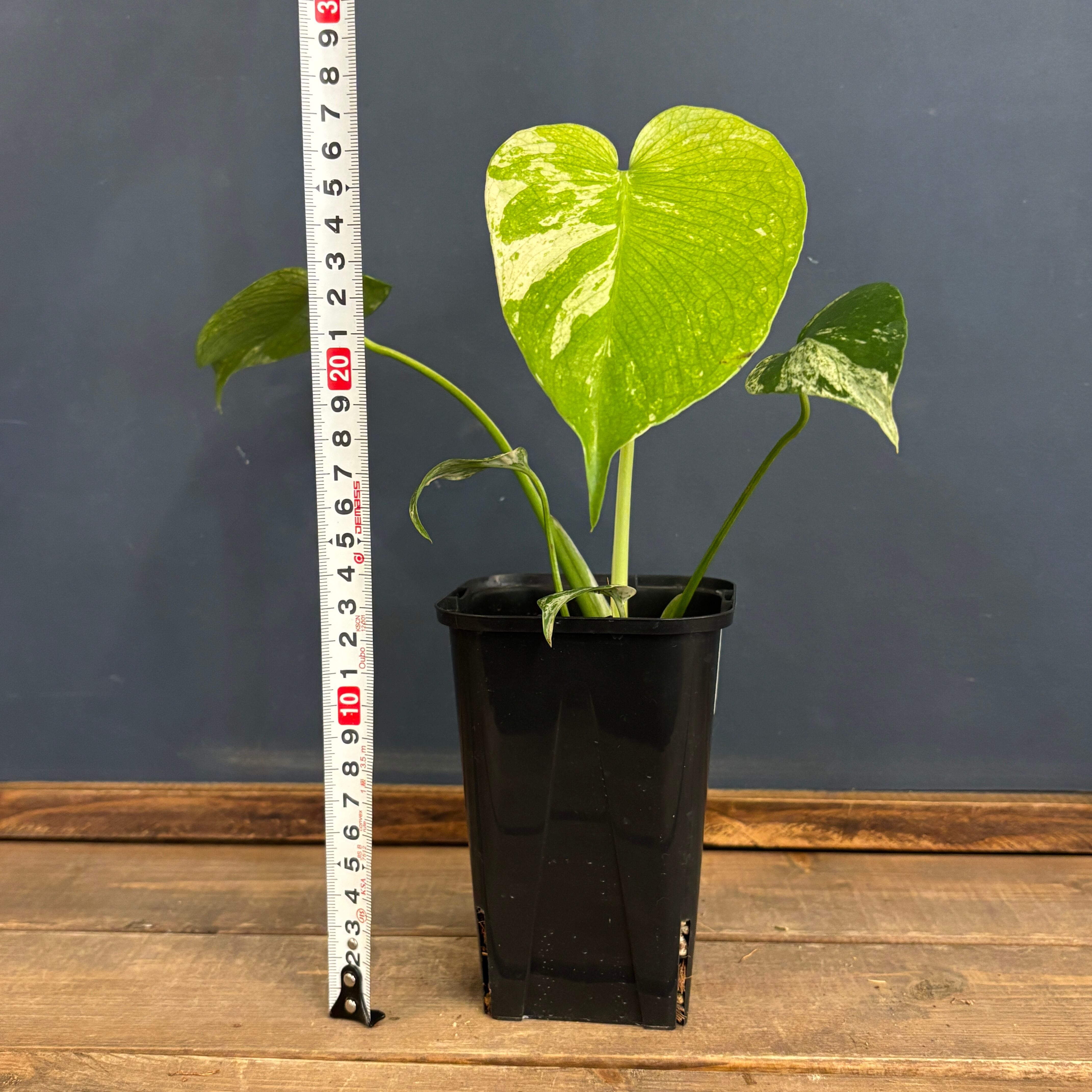 モンステラ ホワイトモンスター【868】 | PROTOLEAF プロトリーフ