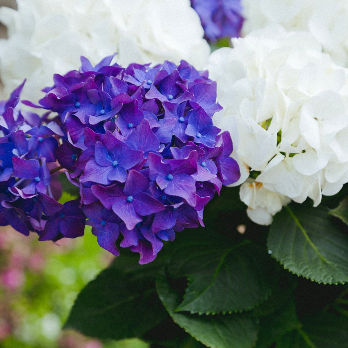 2色のコントラストが美しい アジサイ 紫陽花 あじさい ディープ