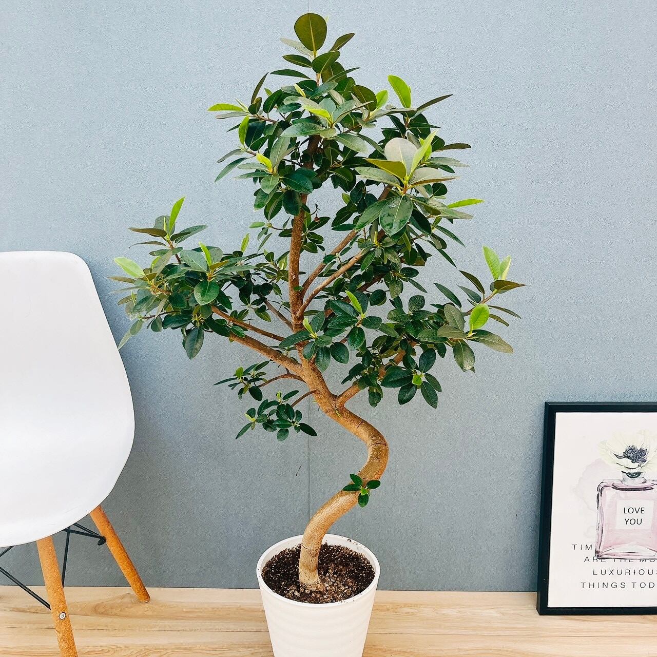 現品］44番 フィカス アルテシマ 曲がり 6号 観葉植物 室内 ゴムの木