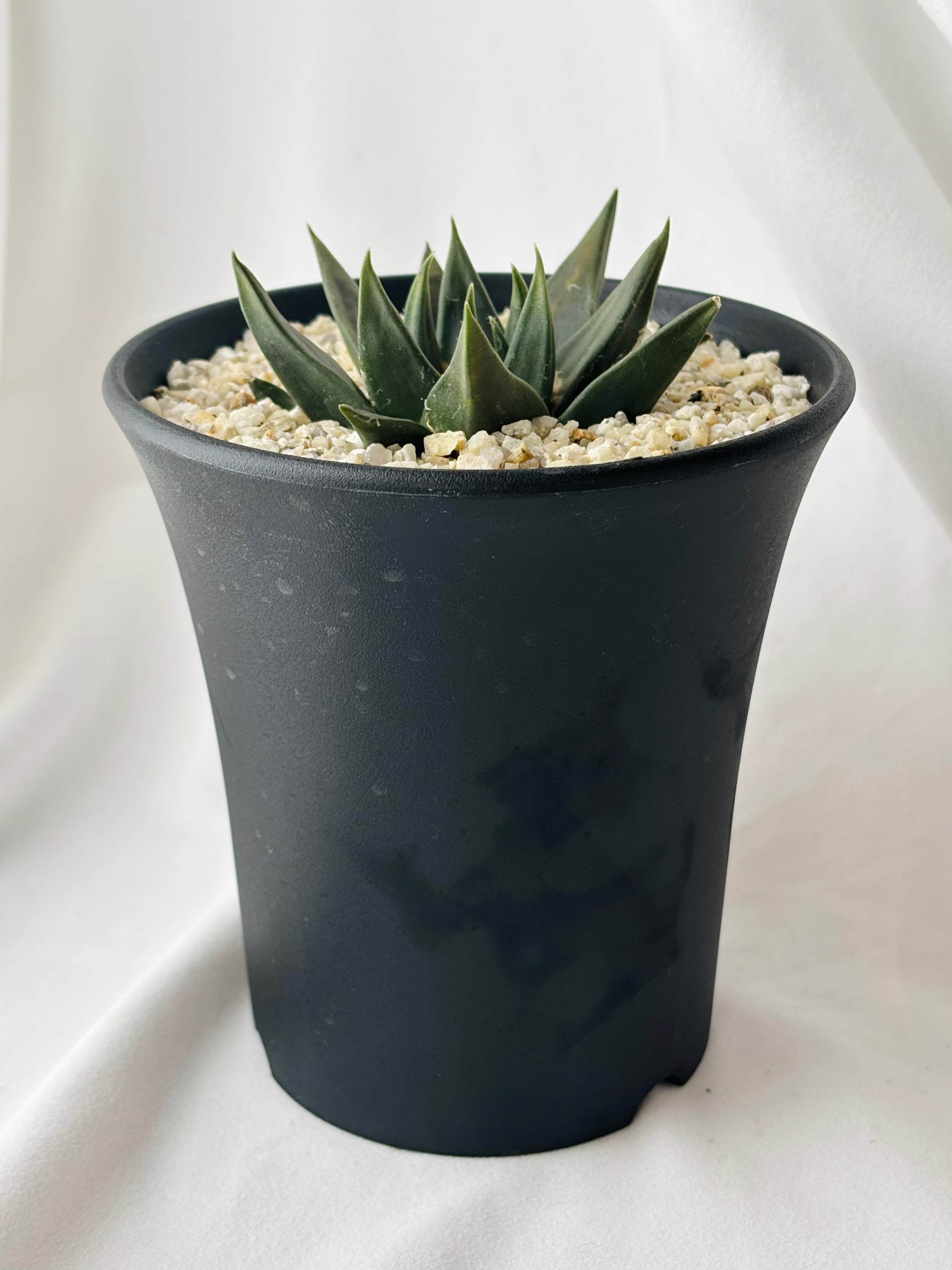 Ariocarpus trigonus アリオカルプス 三角牡丹 サボテン | plants MARU