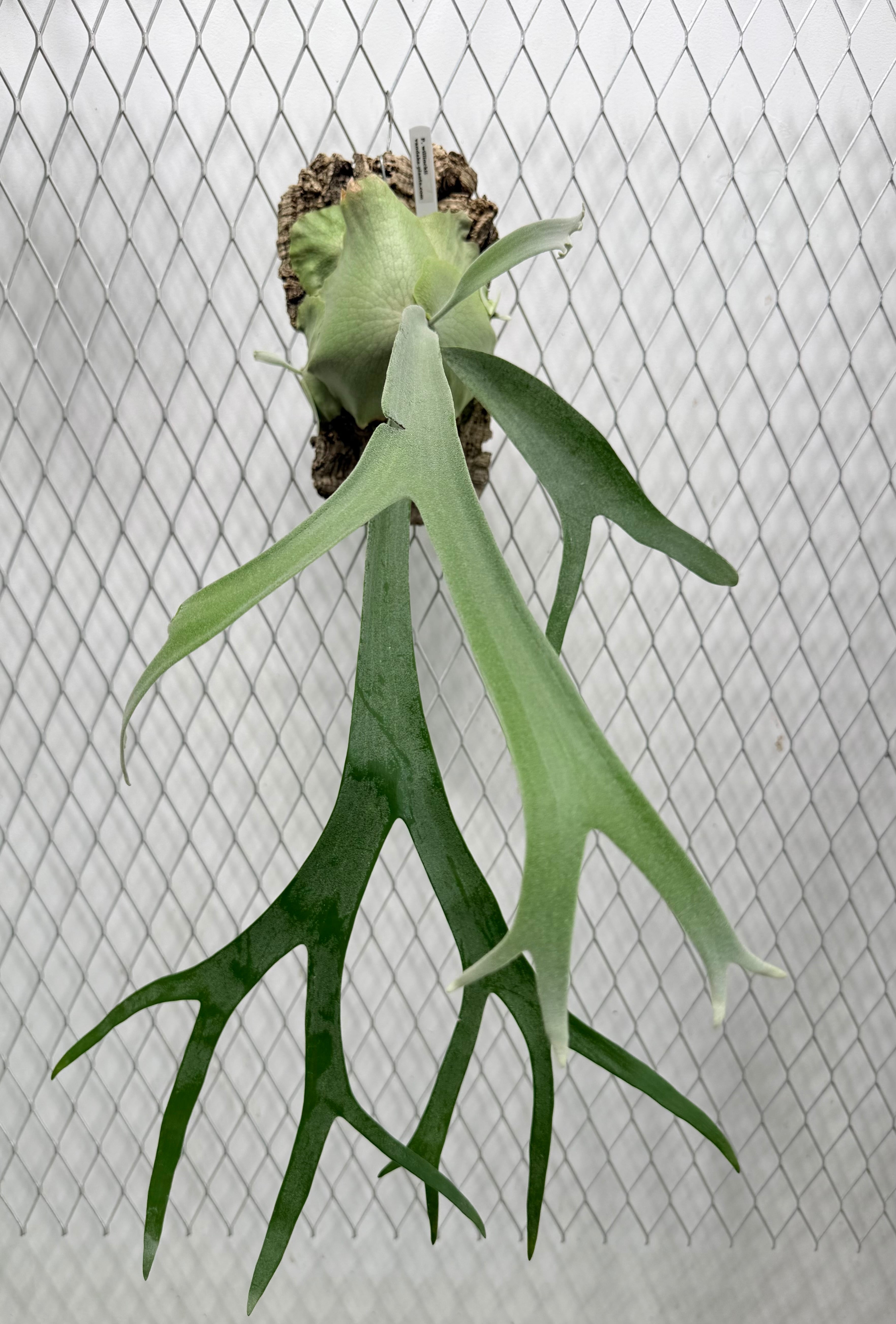 a) P. willinckii 'Bacteria'spore grown ビカクシダ ウィリンキー