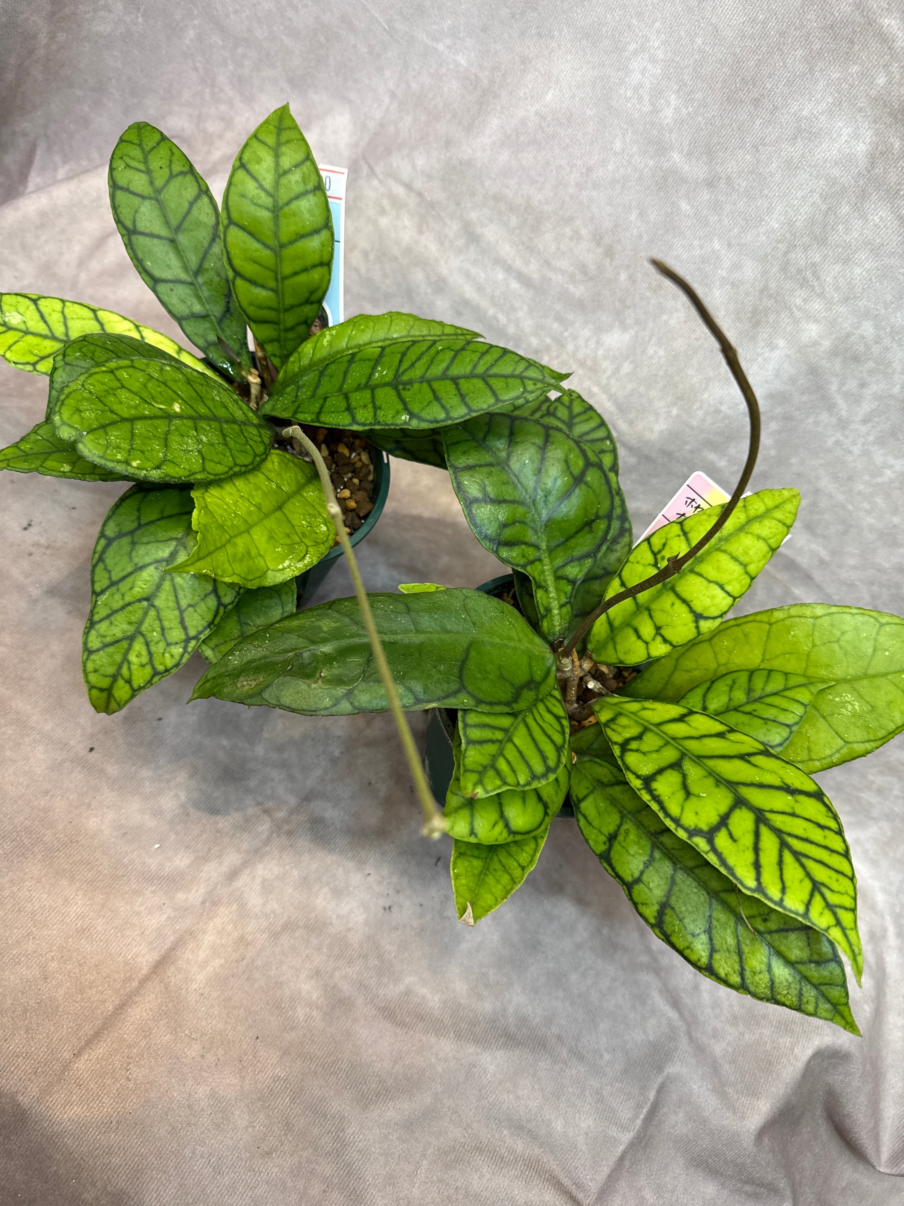 Hoya カリストフィラ | Gardenえん 【観葉熱帯植物】