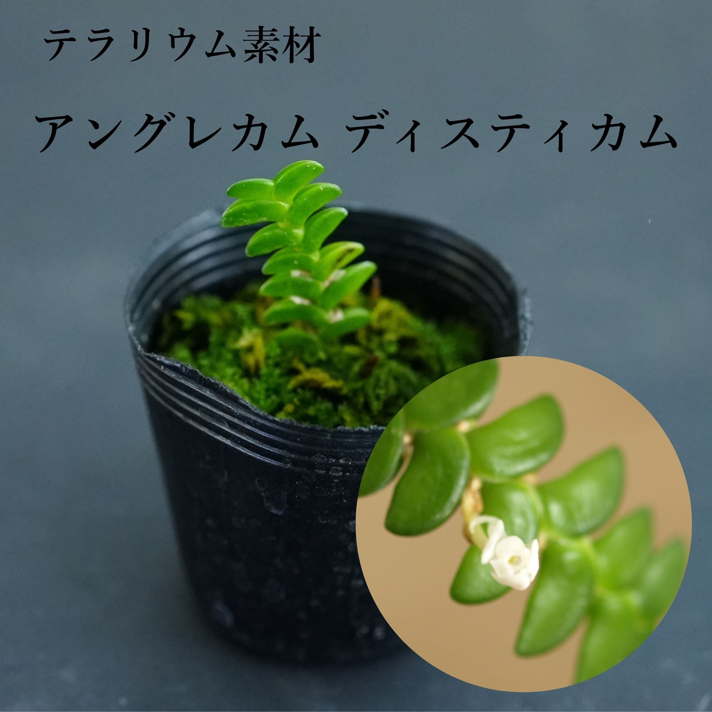 アングレカム ディスティカム Angracum distichum【着生ラン】テラリウム・着生向き