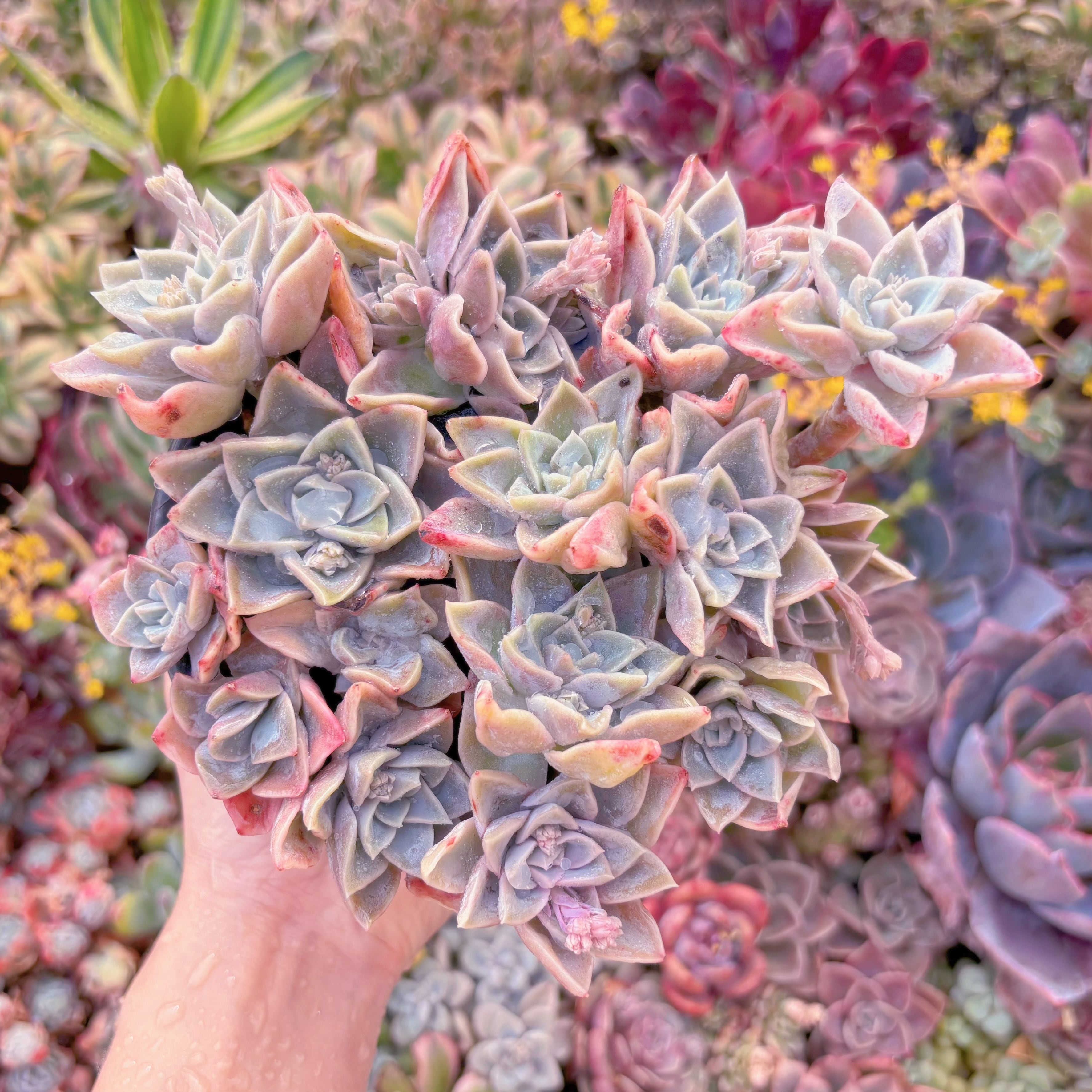 現品　ラブリーローズx白牡丹#A018　新入荷　るる農園