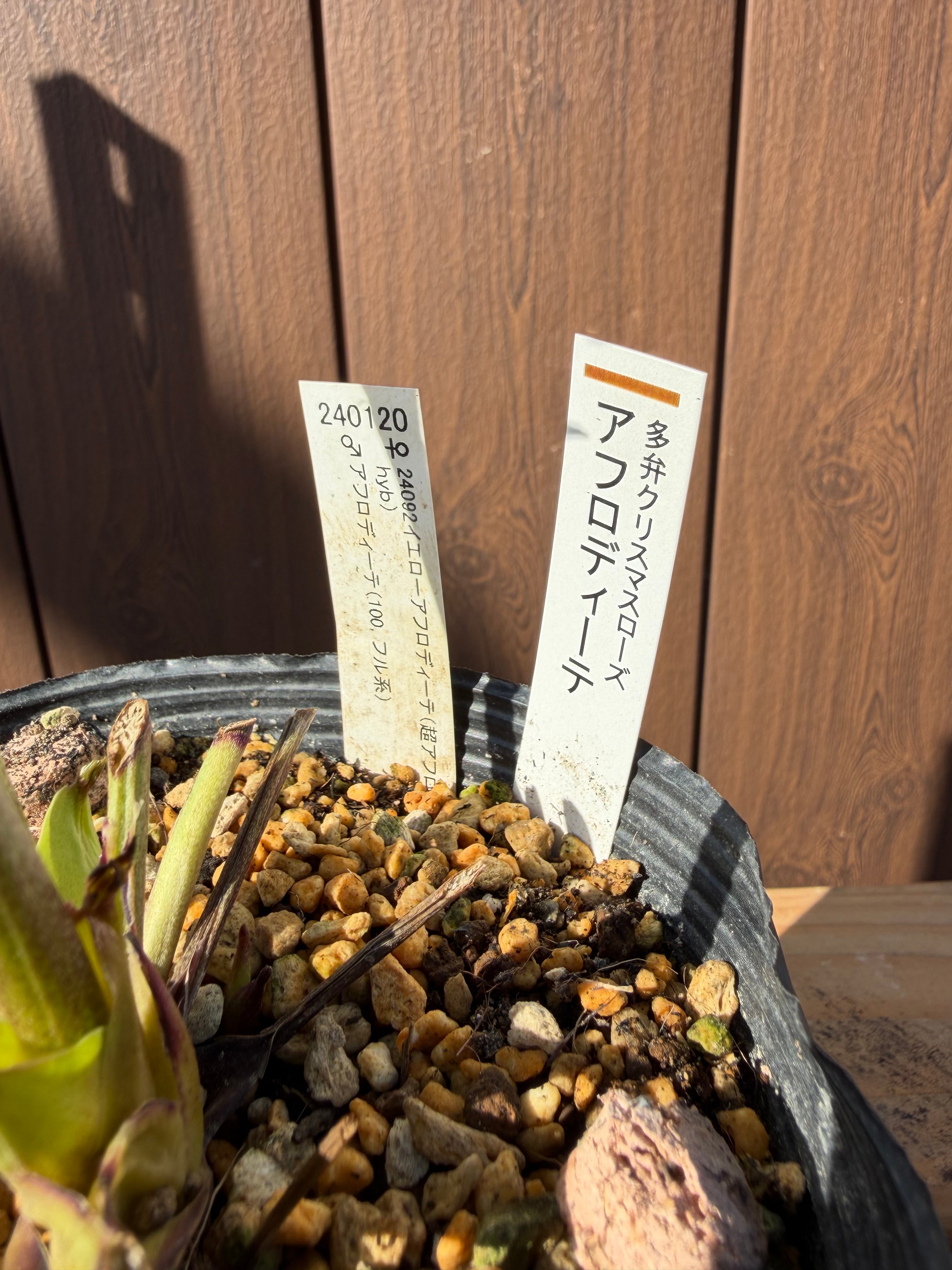 アフロディーテ フル系×超アフロ交配 加藤農園 クリスマスローズ