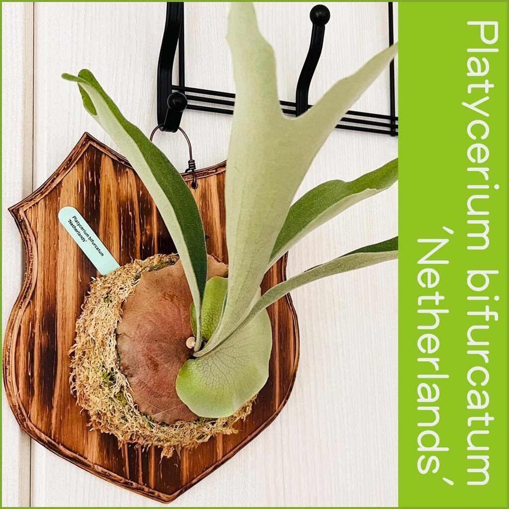 ビカクシダ ネザーランド 板付 【観葉植物 室内 コウモリラン】 | PAY ID