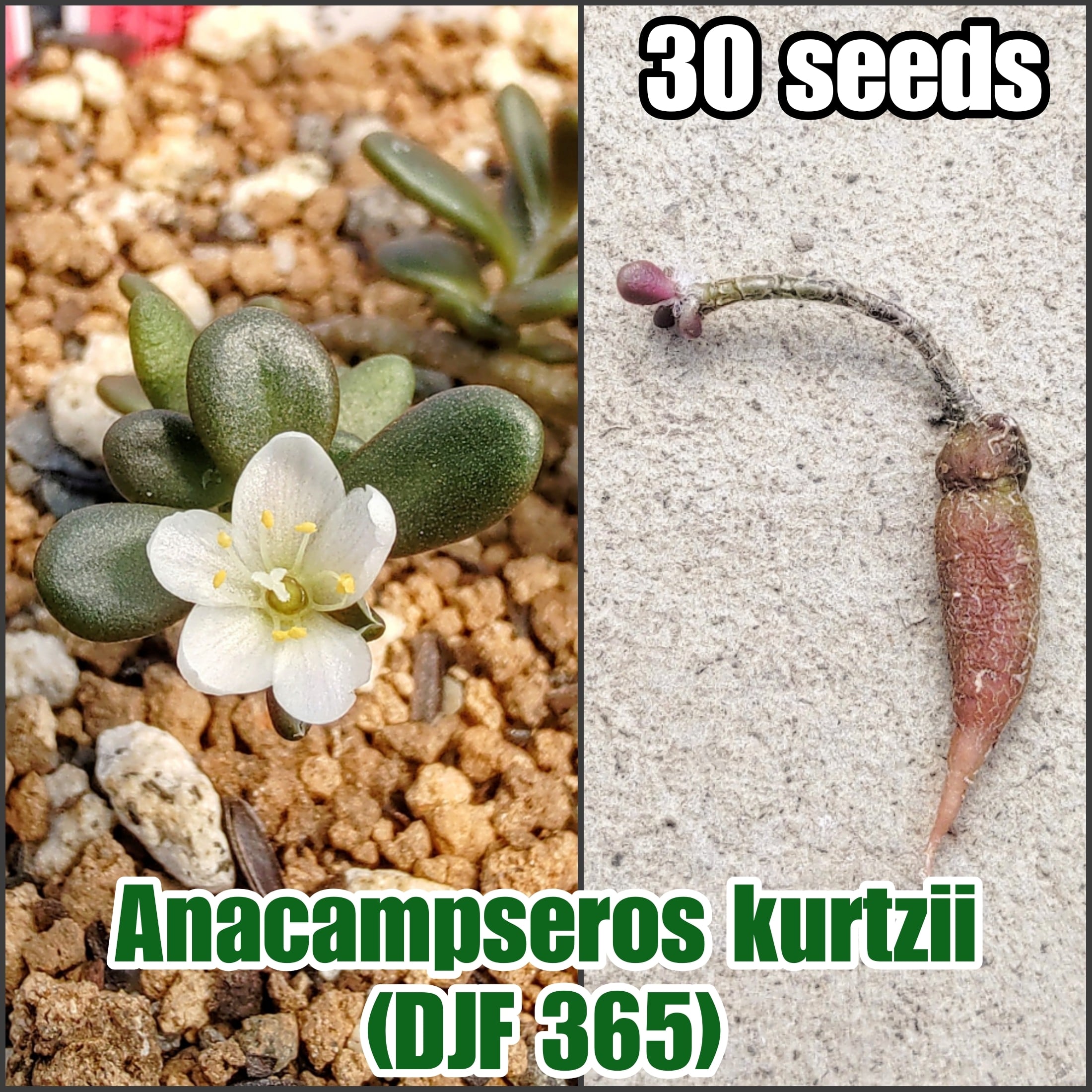 種子（少量パック一覧） | YAJIMA: Succulents of Wild-Species