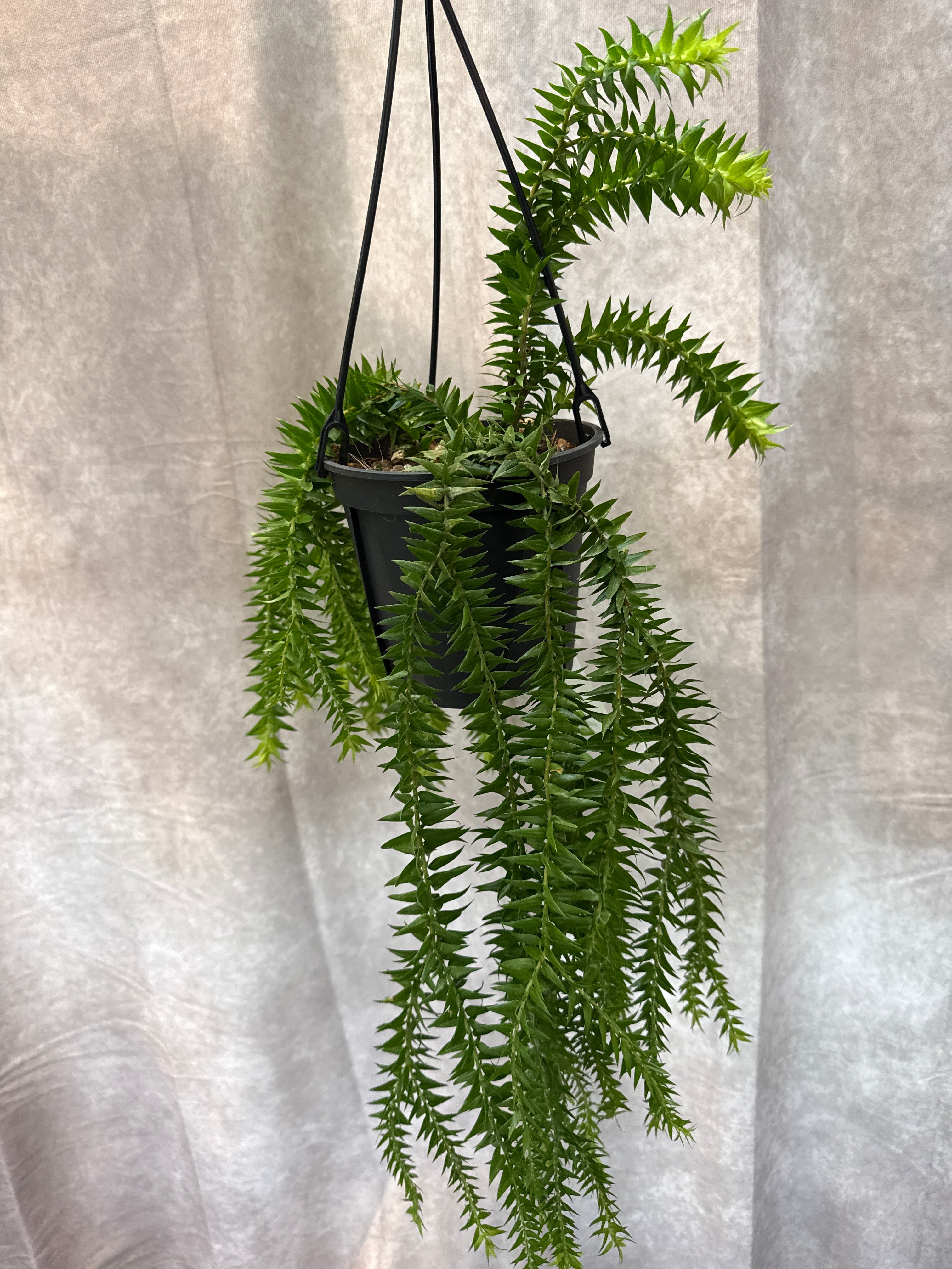 フペルジア ゴエベリーグリーン | Gardenえん 【観葉熱帯植物】