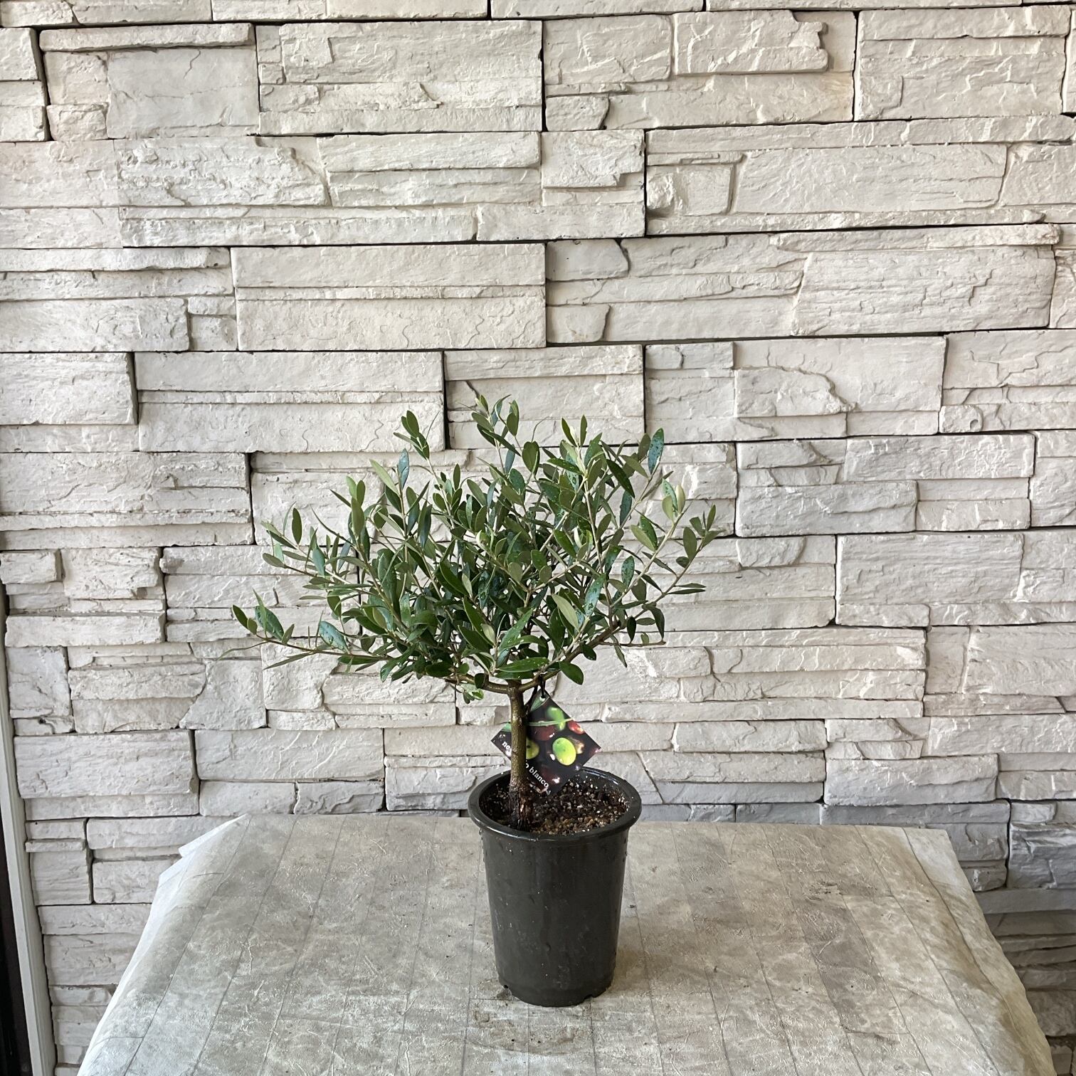 リューカデンドロン サマーフレーム 5寸鉢 | 橋本種苗園 リューカデンドロン サマーフレーム 5寸鉢 | 橋本種苗園