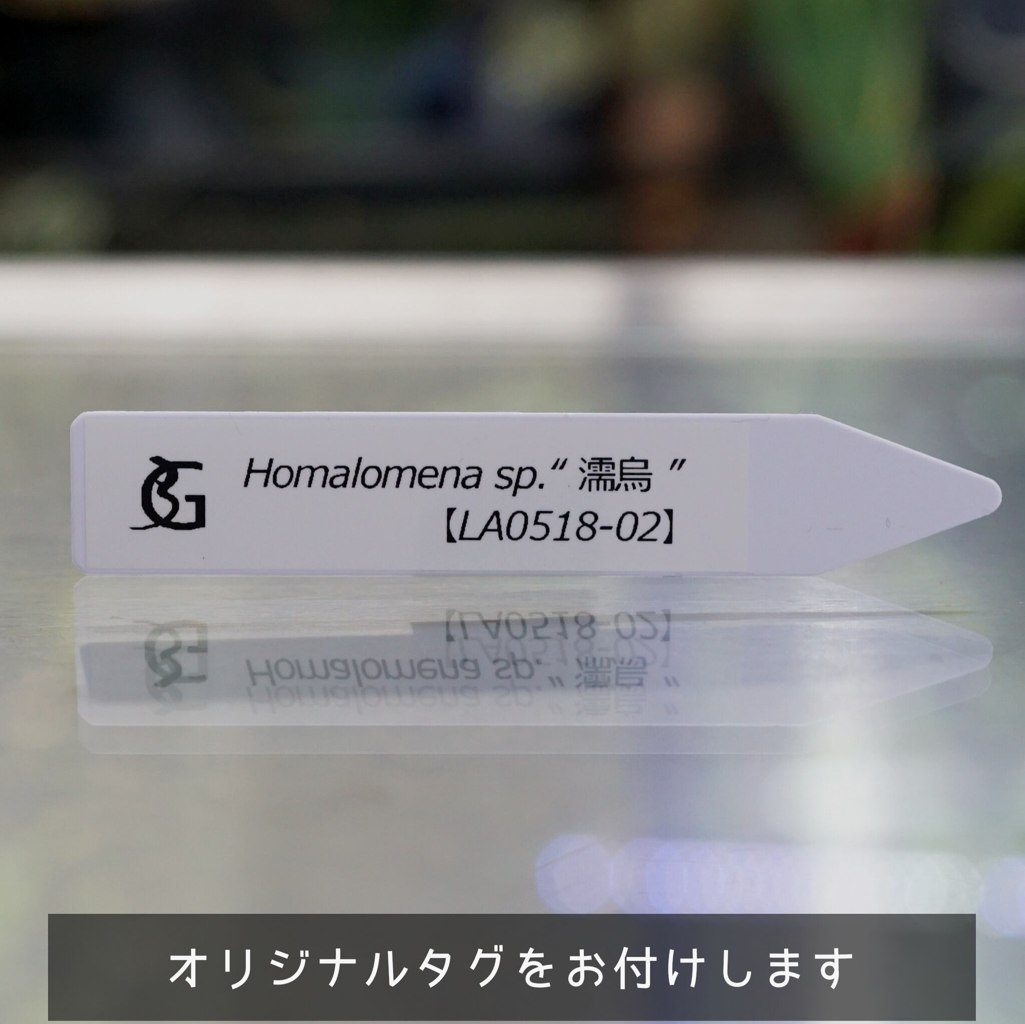 ホマロメナsp.“濡烏” Homalomena【LA0518-02】No-003 | ブルーゲッコー