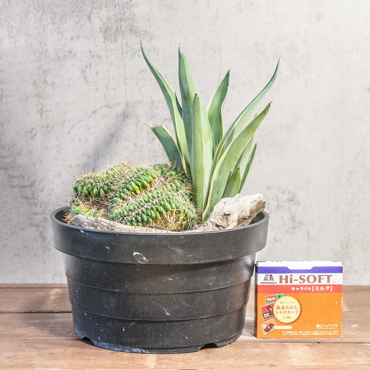 マミラリア白棘白竜丸とアガベ|自然美あふれる流木アレンジ寄せ植え|虫発生抑制