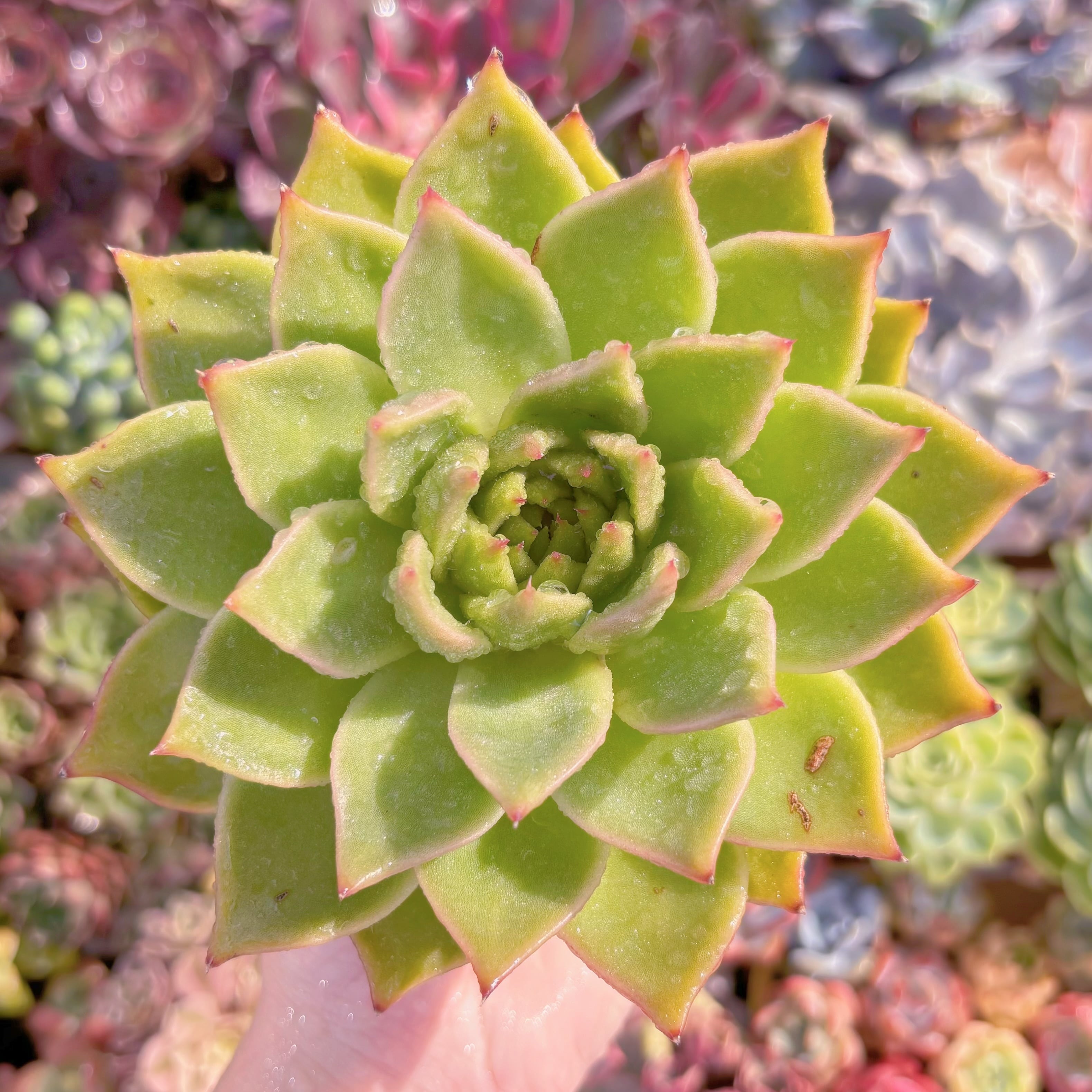 現品　ブルードラゴン#F239　大苗　るる農園