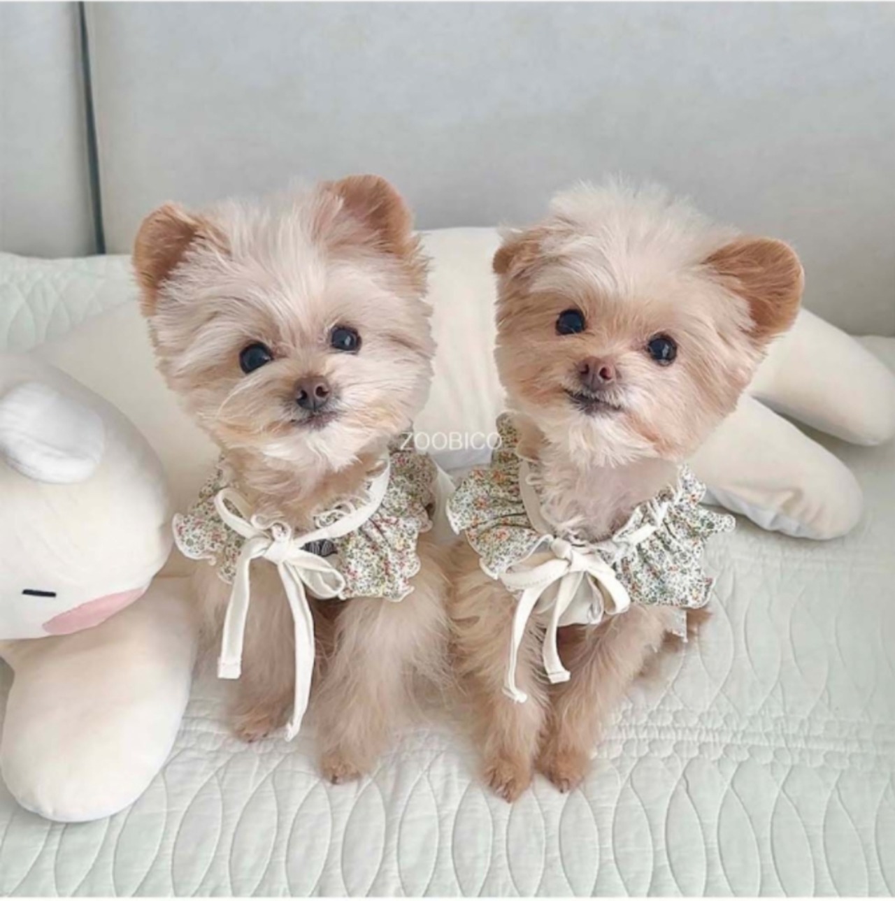 予約  【pecoramou select】Rave Dress + Cape SET（Skyblue）