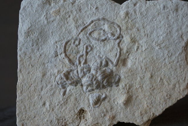 フィッシュ・コプロライト　Coprolite 1008