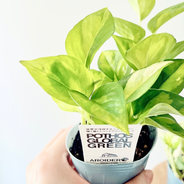 初心者さんも安心。届いてすぐ飾れるポトス2種のハンギンググリーン 観葉植物　calm cafe
