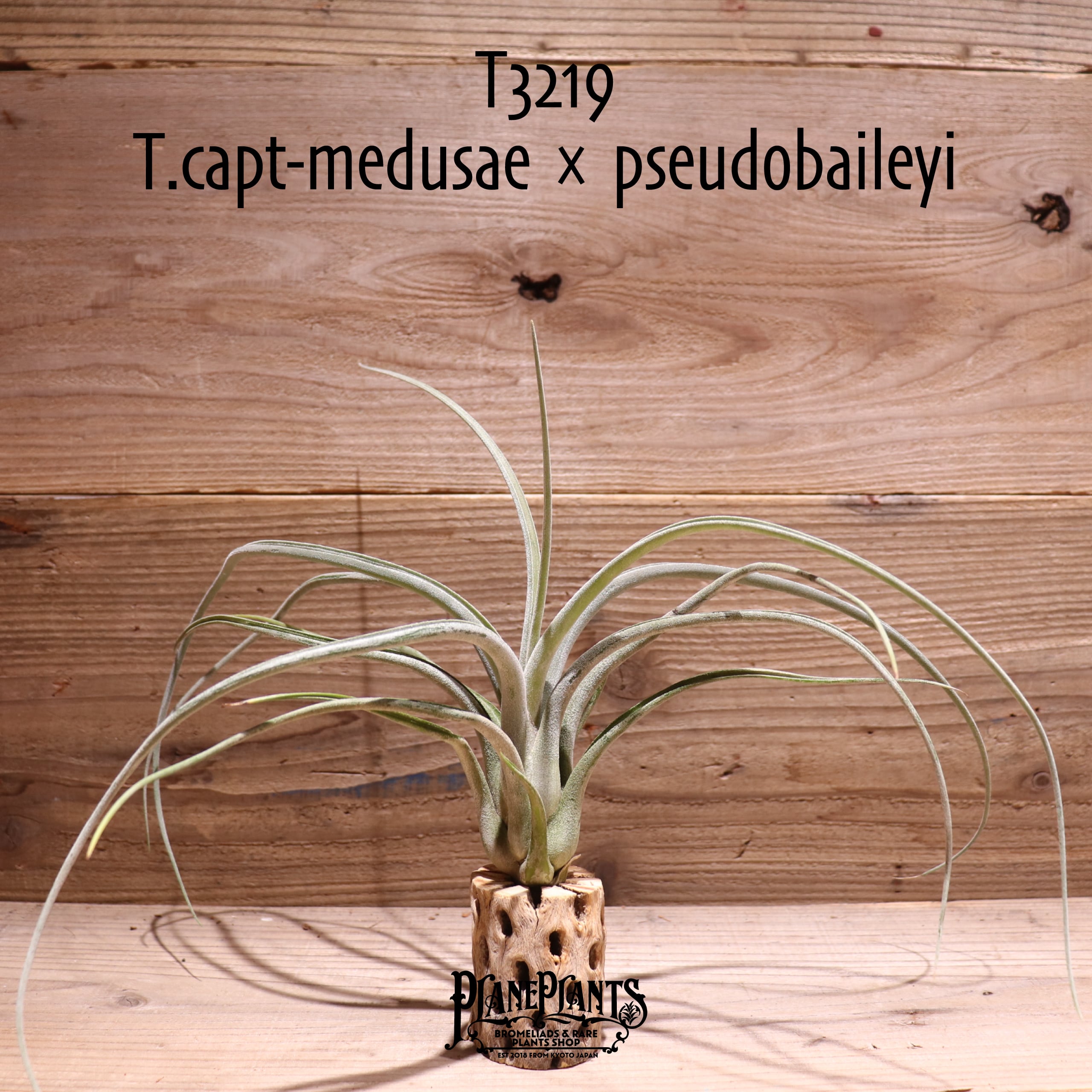 caput-medusae | plane plants