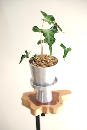 【S】アロカシア アロ/Alocasia  ※アルミポット付き