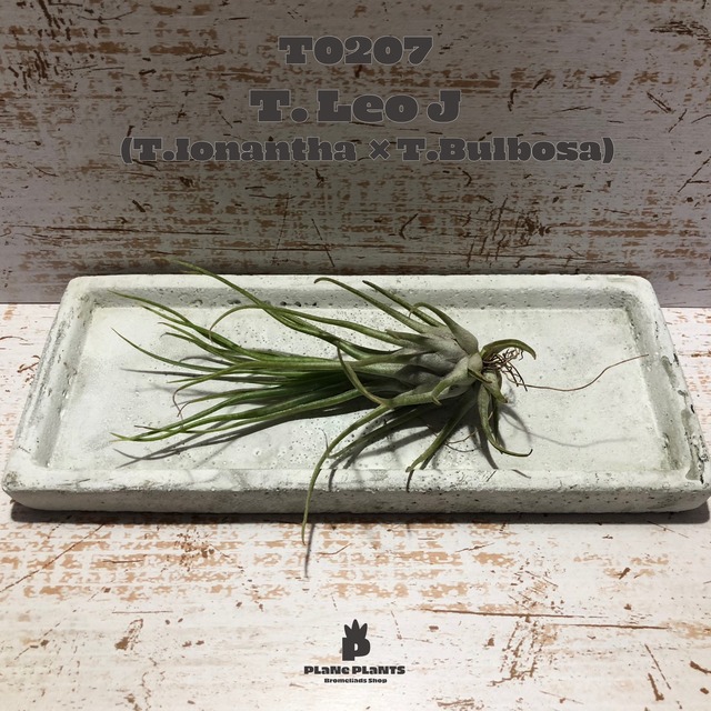 【送料無料】ストレプトフィラS〔エアプランツ〕現品発送T0211