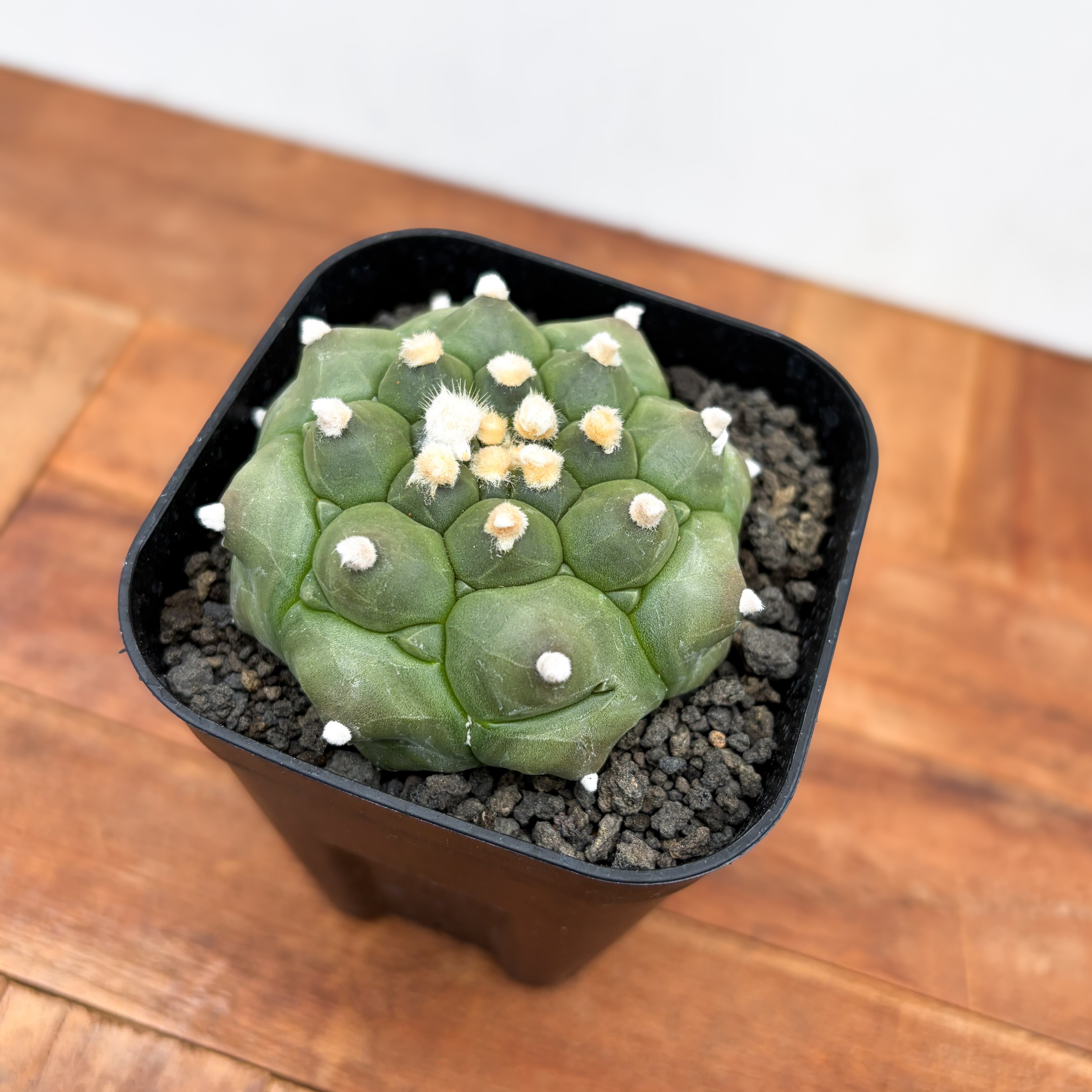Astrophytum asterias f.nudum【アストロフィツム・亀甲瑠璃兜