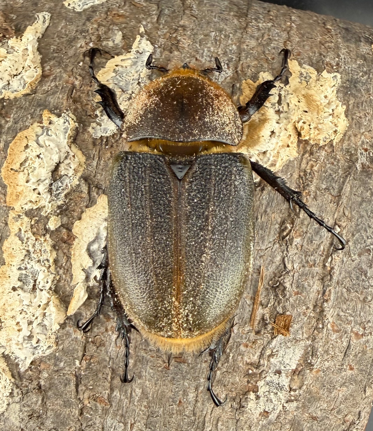 《ヘラクレス・ヘラクレス 137mm ペア》