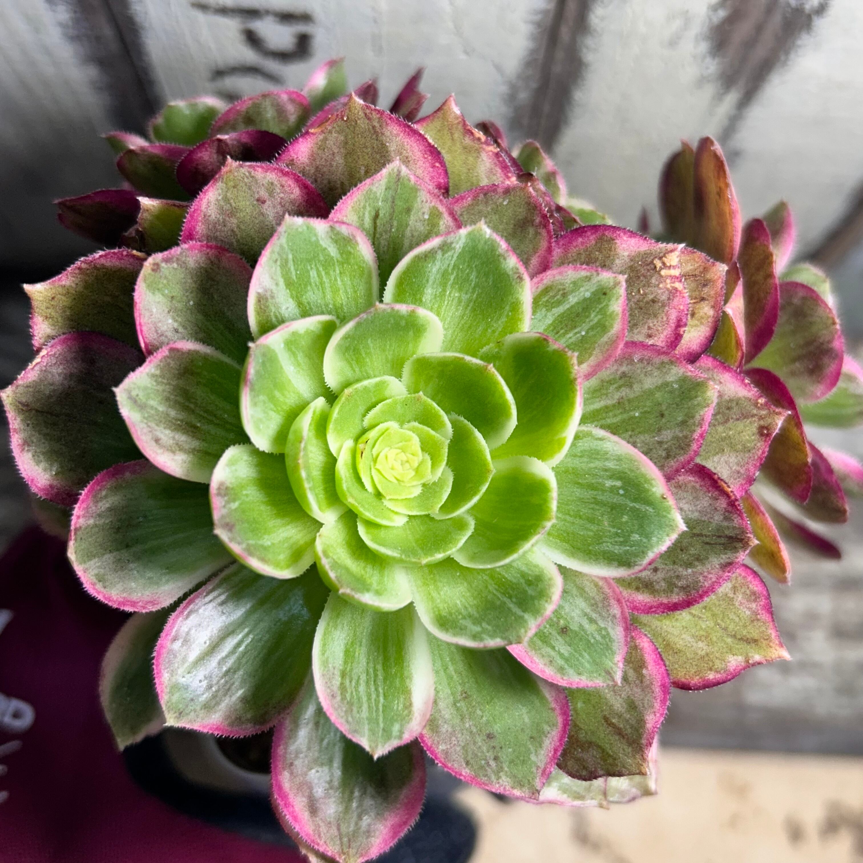 水蜜桃 アエオニウム | RuPo 多肉植物専門店