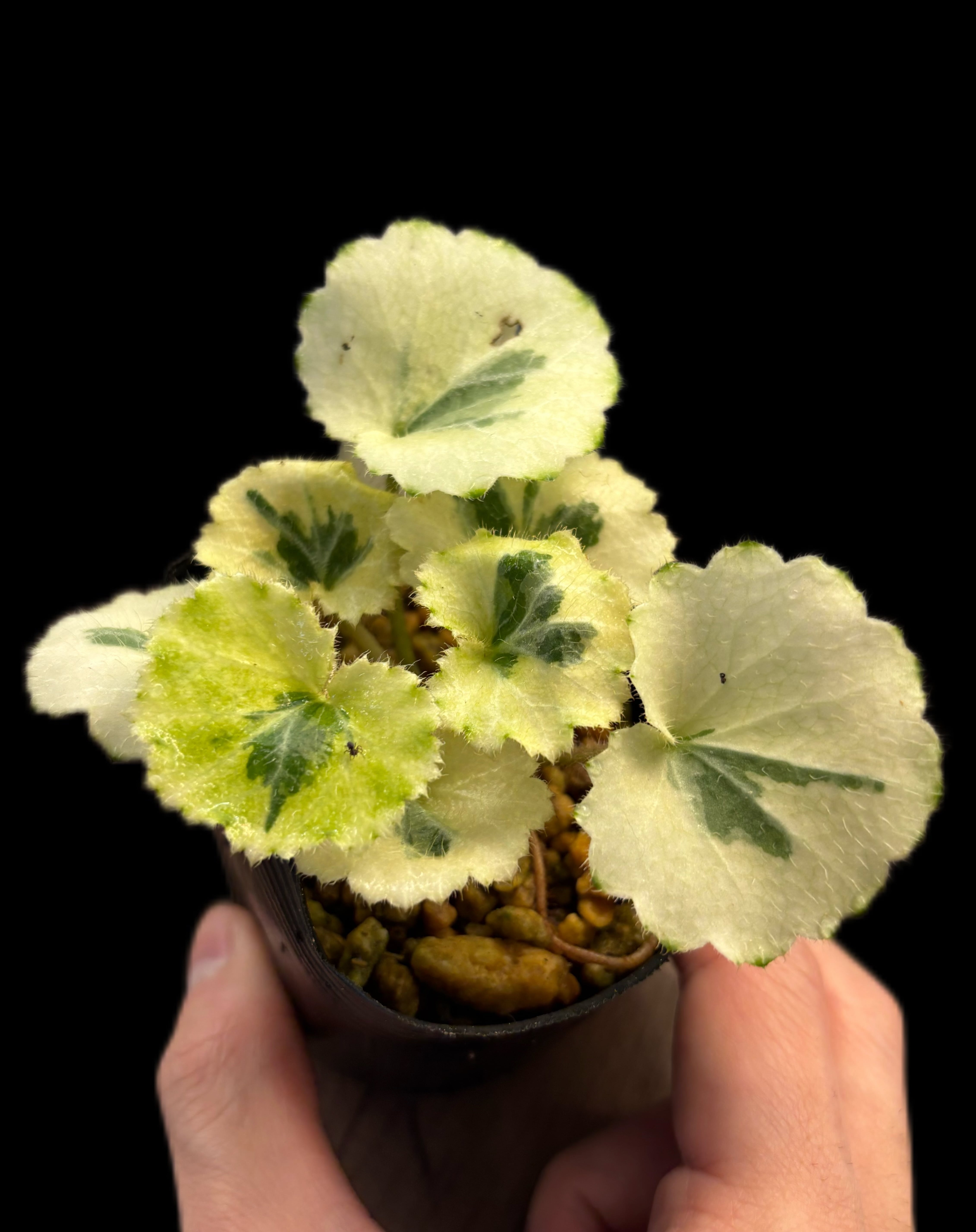 P.willinckii Yoda Sporelings 【artPLANTs】 ビカクシダ/Platycerium