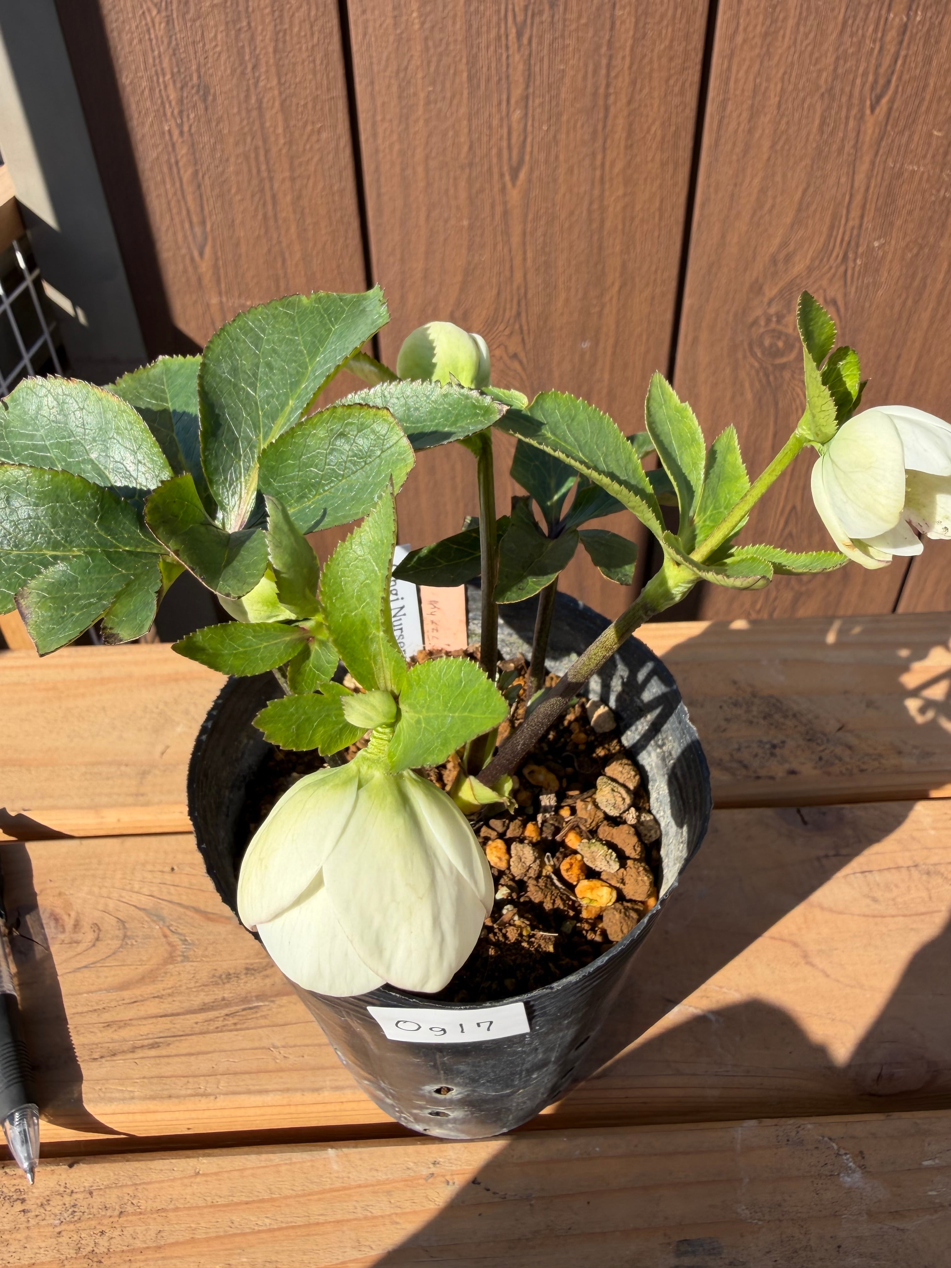 デュメhyb. 大木ナーサリー クリスマスローズ【Og17】送料無料