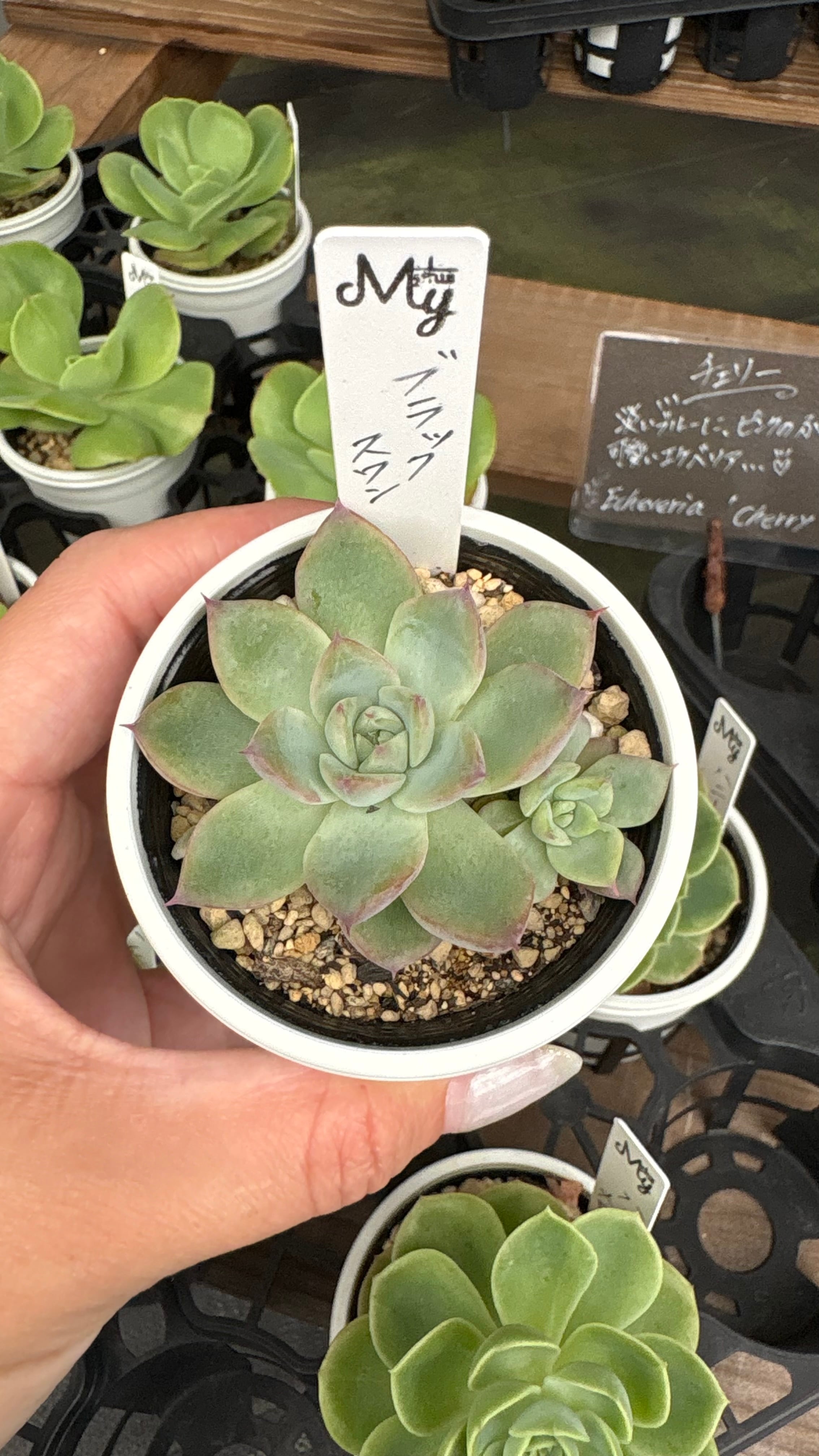 264現物 多肉植物 Echeveria 静月 特大 | PAY ID