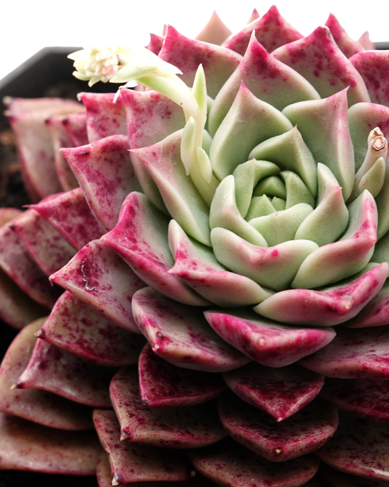 カット苗 レト 大サイズ Echeveria 'Retto'