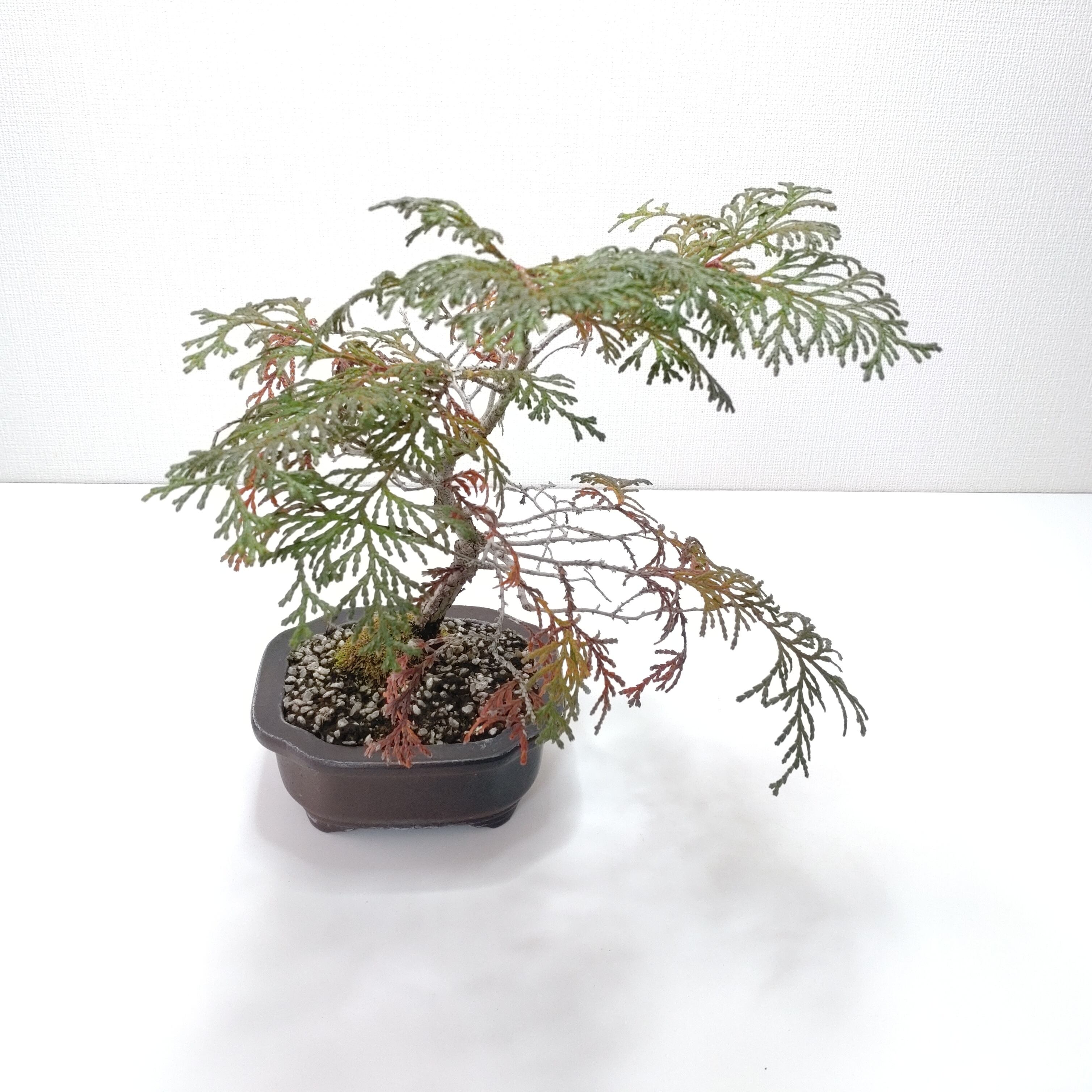 檜（ヒノキ）盆栽 SS004 | 盆栽創【Bonsaisou】