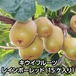キウイフルーツ　レインボーレッド（15ケ入り）【送料別】