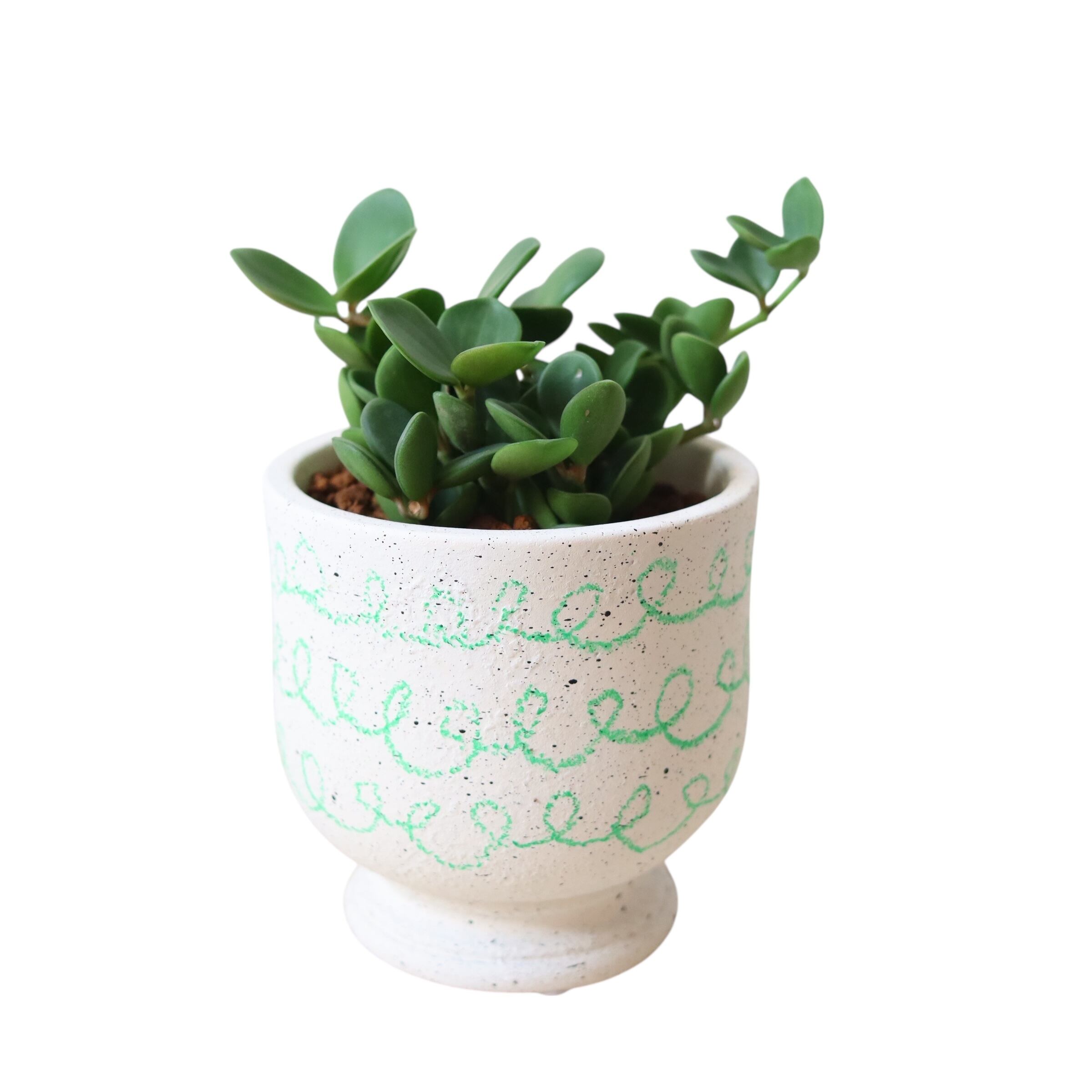 ペペロミア ホープ