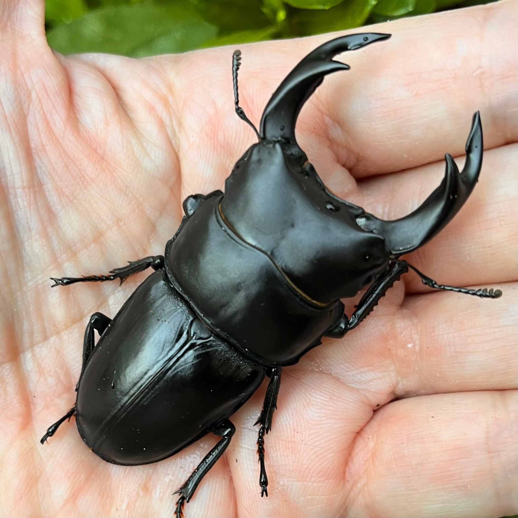 山梨県北杜市明野町産オオクワガタ♀単品F1個体 #7240 | Dorcus NAVI 山梨県北杜市明野町産オオクワガタ♀単品F1個体 #7240 | Dorcus NAVI