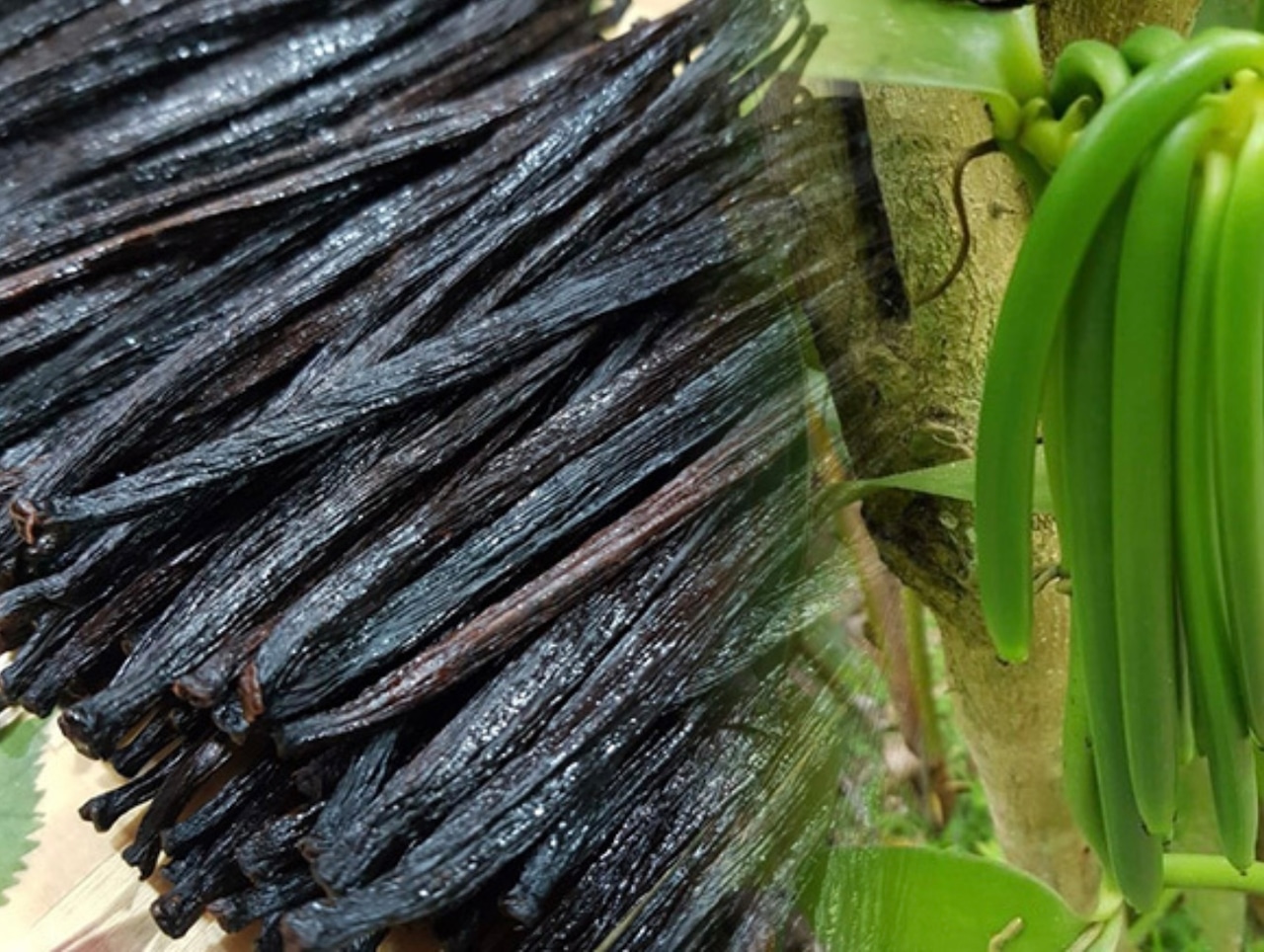 New EC限定 到着日 4月12日(日) ショコラデュオ バニーユマダガスカル 抽選申込 画像2