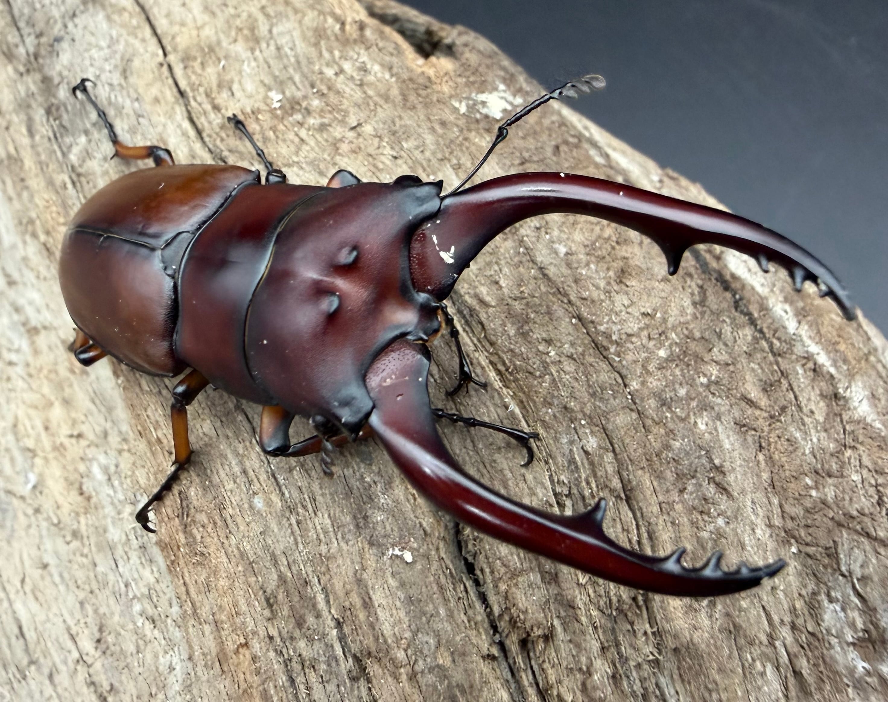 ノコギリクワガタの仲間 | KPW公式オンラインショップ