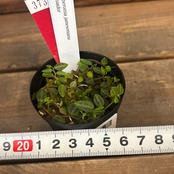 ペペロミア　jamesoniana Ecuador【373】