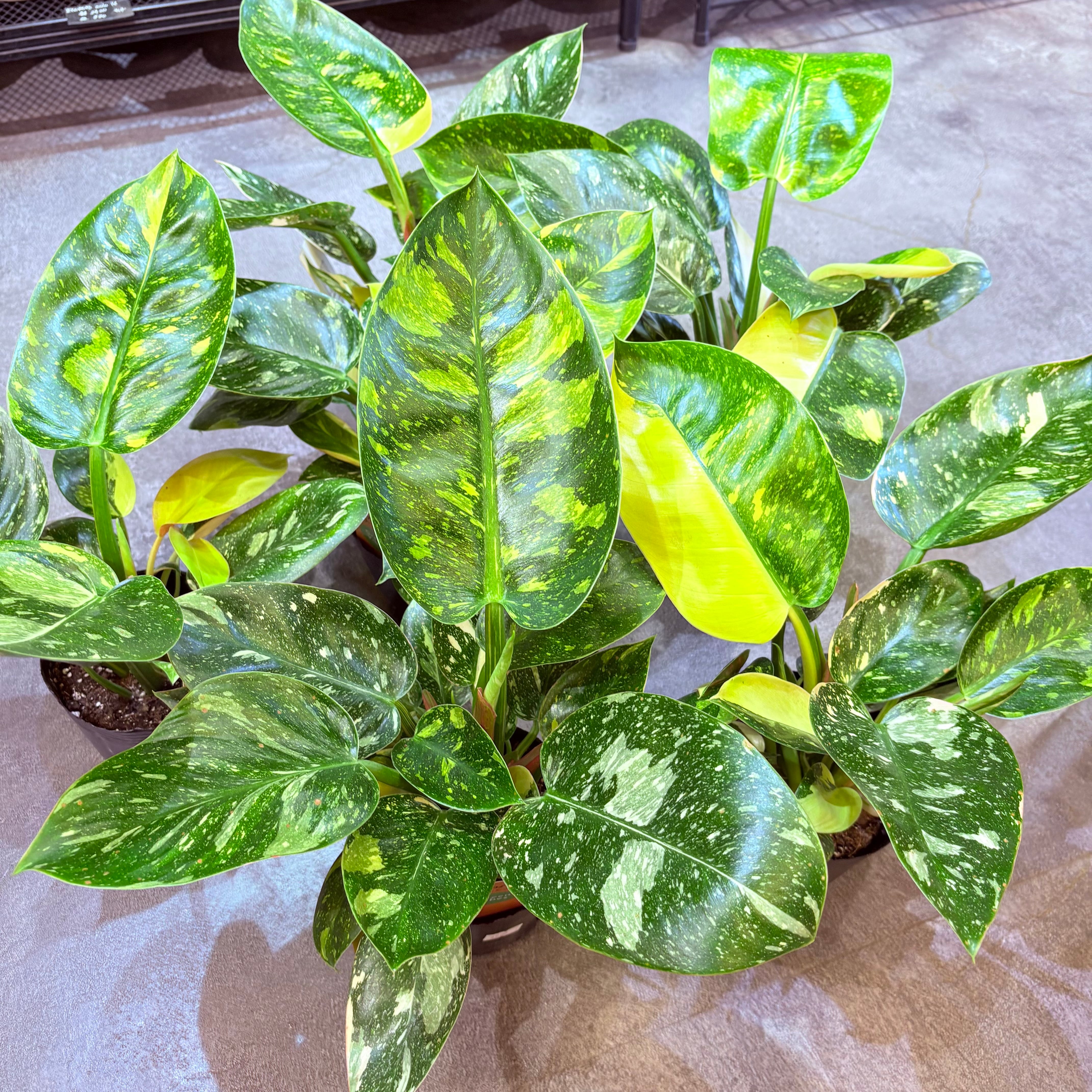 フィロデンドロン グリーンコンゴ 4号 | Green Vibes 宇都宮市の観葉