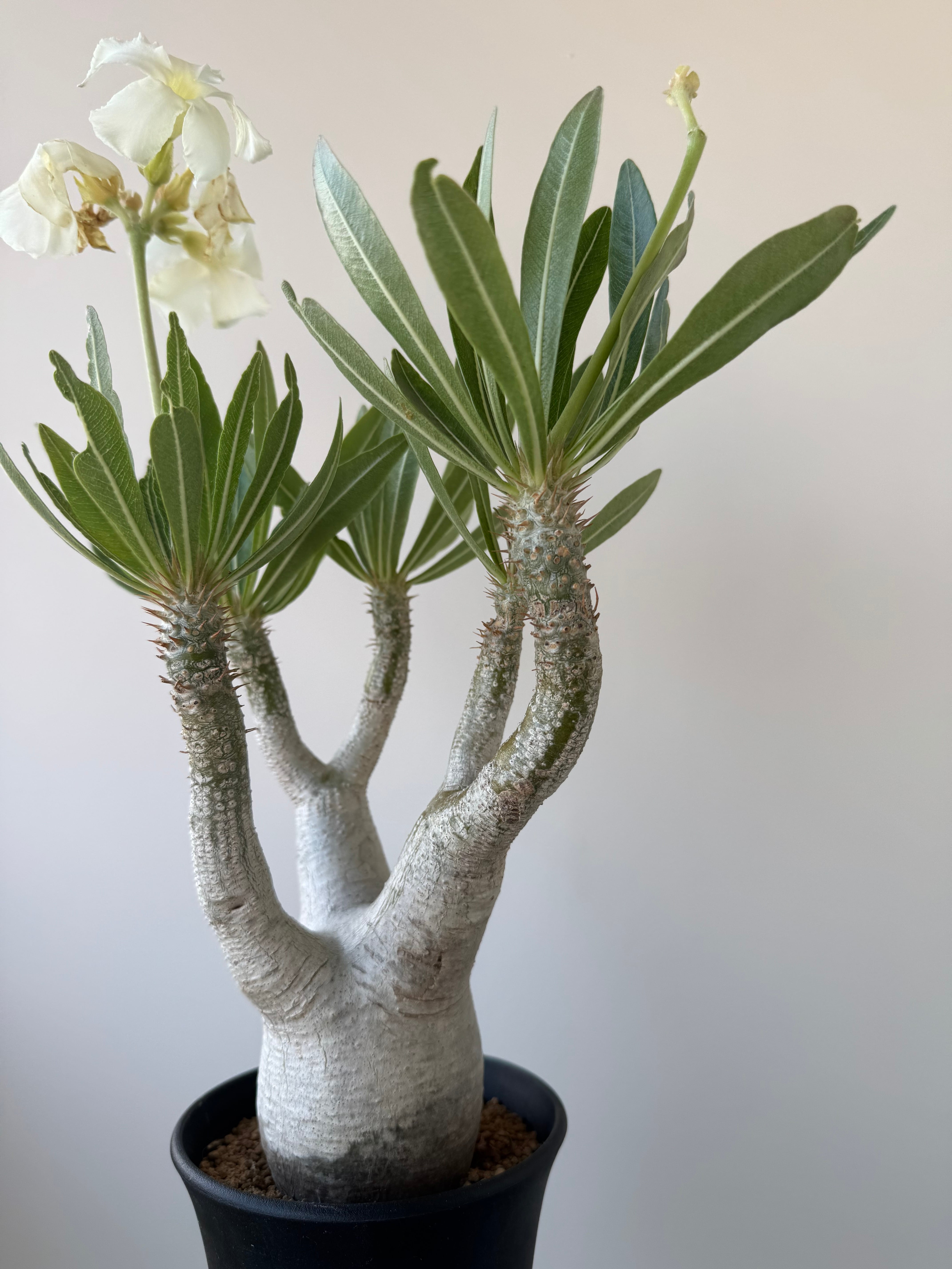 極上品】Pachypodium rosulatum var. inopinatum【白花咲かせる美しい