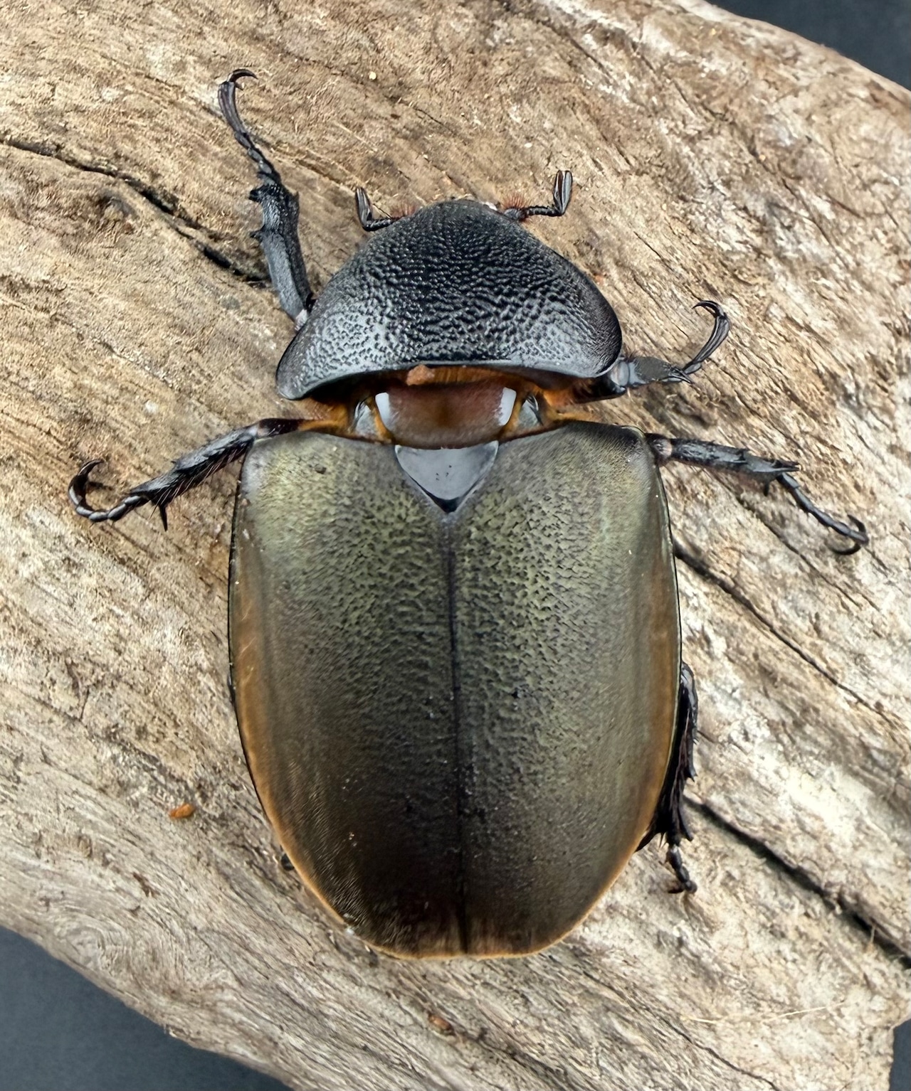 【WD】《ジャワコーカサスオオカブト 103mm ペア》