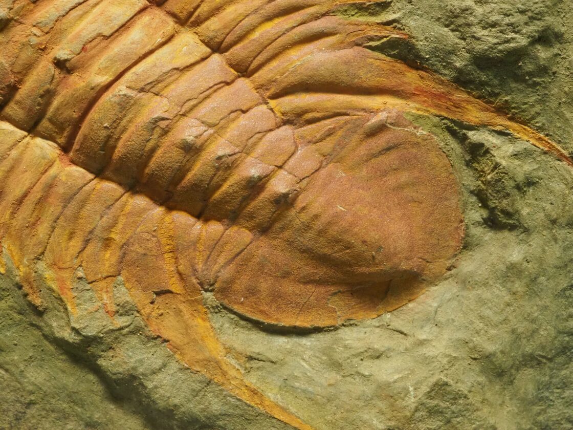 動物の歯の化石2個セット （ガシャポンで発掘！恐竜化石2 [大カプセル 