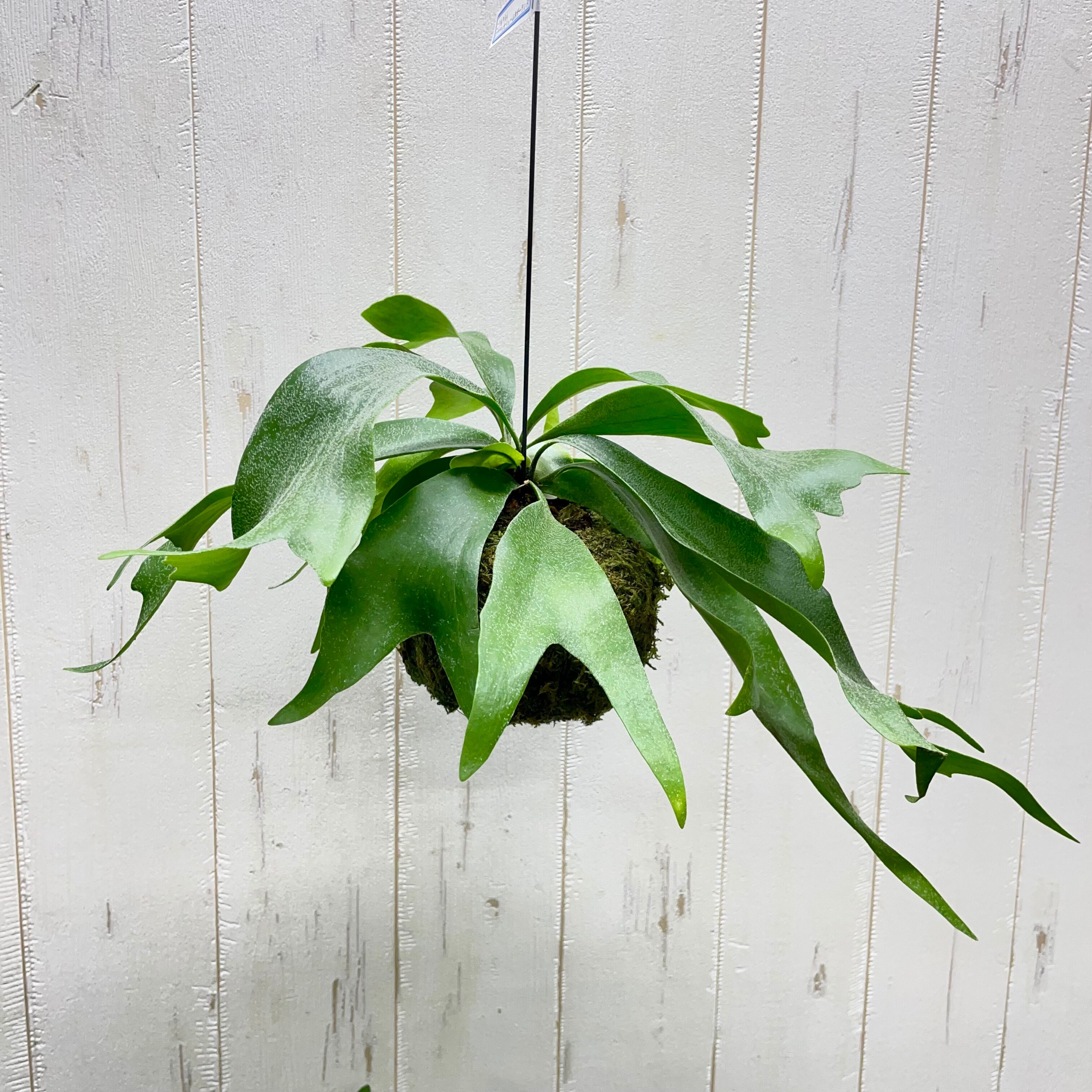 コウモリラン、ビカクシダ | PLANTS SHOP OLIVE