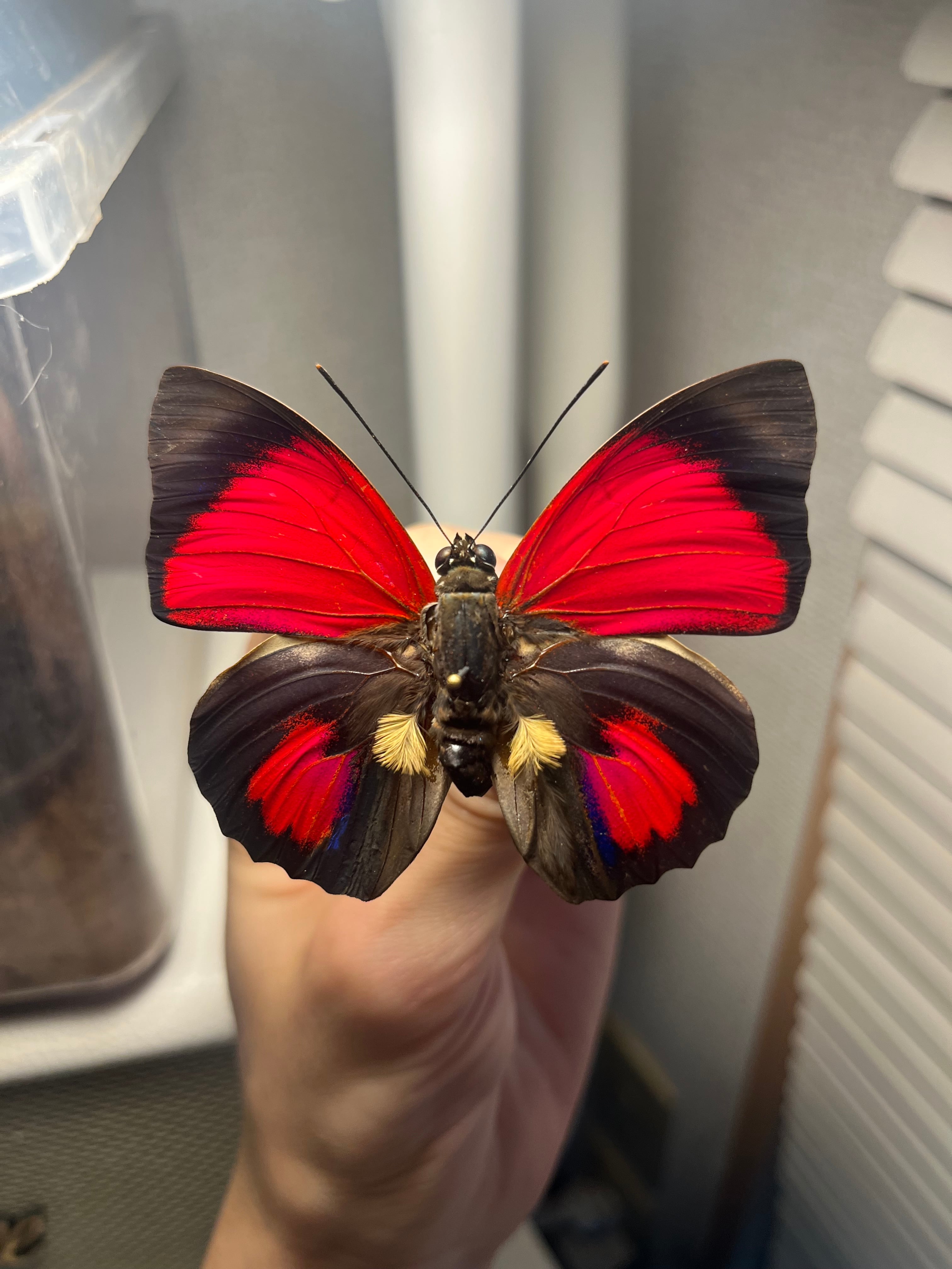 アグリアスクラウディナクロエサス♂ ミイロタテハ 蝶標本 甲虫 昆虫